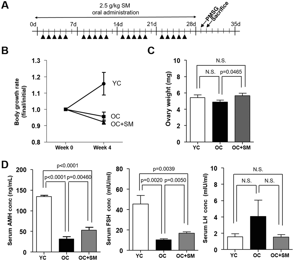 Body weight changes and serum hormone levels in mice after Samul-tang (SM) administration. (A) Eight-week-old mice were orally administered distilled water (n=6, YC group). Forty-week-old mice were orally administered distilled water (n=6, OC group) or 2.5 g/kg of SM (n= 7, OC+SM group) five times a week for four weeks. Post SM administration, the mice were weighed and hormonal assessment was performed. (B) Body weight changes. (C) Ovary weight. (D) Serum levels of anti-Müllerian hormone (AMH), follicle-stimulating hormone (FSH), and luteinizing hormone(LH). Data are presented as mean ± standard error of the mean. Statistical analysis was performed using the Student’s t-test.