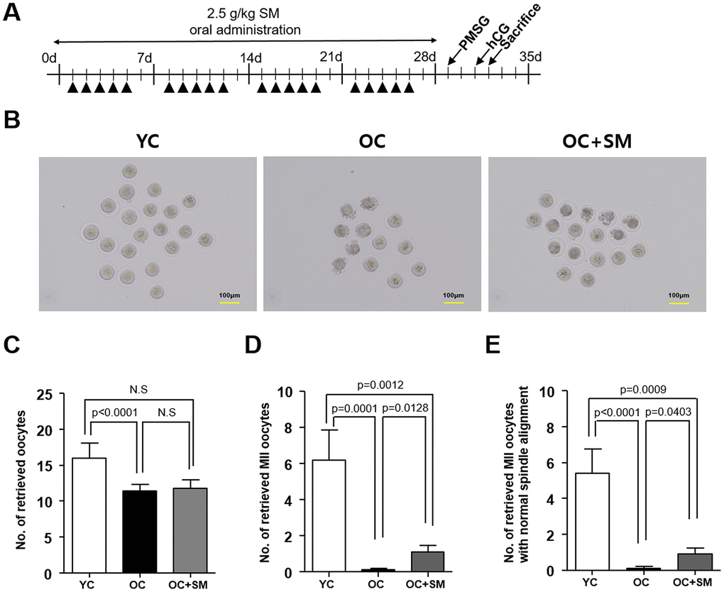 Quality and quantity of mouse oocytes retrieved after Samul-tang (SM) administration. (A) Eight-week-old mice were orally administered distilled water (n = 6, YC group). Forty-week-old mice were orally administered distilled water (n = 10, OC group) or 2.5 g/kg of SM (n = 10, OC+SM group) five times a week for four weeks. Post SM administration, the mice were superovulated via hormonal stimulation. (B) Oocytes retrieved from the YC, OC, and OC+SM mice at 18 h after hCG injection. Number of retrieved oocytes (C), mature metaphase II (MII) oocytes (D), and MII oocytes with normal chromosomal and spindle alignment (E), retrieved from the three different groups of mice. Data are presented as mean ± standard error of the mean. Statistical analysis was performed using the Student’s t-test.