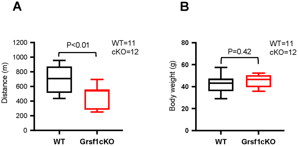 Grsf1cKO mice show weaker muscle endurance at advanced ages. (A) Treadmill test to assess skeletal muscle endurance in Grsf1cKO and WT mice at 16-18 months of age. (B) Body weights of Grsf1cKO and WT mice.