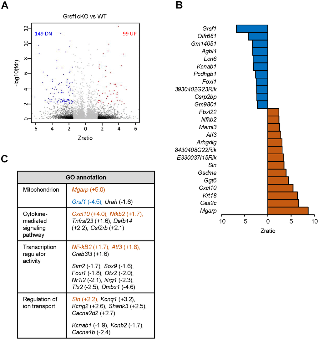 Microarray analysis of RNAs differentially expressed in skeletal muscle from Grsf1KO vs WT mice. (A) Volcano plot showing differentially expressed RNAs (including both mRNAs and long noncoding RNAs detected by probes in Agillent microarrays) in the Grsf1cKO vs WT RF muscles; n=3 mice for each genotype. (B) List of Top 25 RNAs significantly less abundant (top, blue) or significantly more abundant (bottom, brown) in Grsf1KO relative to WT mouse muscle. (C) GO annotations of functional groups significantly different in Grsf1cKO muscles. Numbers in parentheses show fold-changes. (+), upregulated in Grsf1cKO vs WT; (-), downregulated in the Grsf1cKO vs WT. Brown: upregulated mRNAs confirmed by RT-qPCR analysis. Blue: downregulated mRNA confirmed by RT-qPCR analysis.