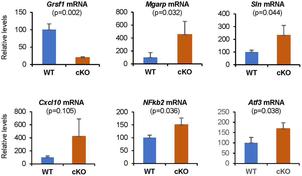 RT-qPCR validation of microarray results. Levels of Grsf1 mRNA as well as Mgarp, Sln, Cxcl10, Nfkb2, and Atf3 mRNAs in muscle from Grsf1cKO and WT mice; n=3 mice for each genotype. The levels of the mRNAs shown were normalized to the levels of Gapdh mRNA in each sample.