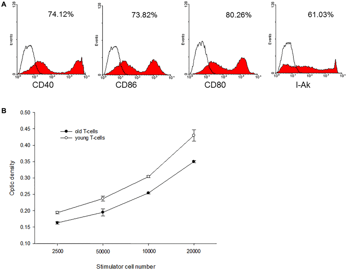 A representative of C3H mature DC and mixed lymphocyte reactions. (A) The C3H DC cultured in GM-CSF and IL-4 expressed mature phenotype with high levels of CD40, CD80, CD86 and I-Ak. (B) When this mature C3H DC was applied to activate enriched T-cells derived from aged or young B10 mice, MLR showed that proliferation capacity of T-cells from aged mice was lower than that of T-cells from young mice (0.350 ± 0.003 O.D. versus 0.430 ± 0.017 O.D. at responders/stimulatory cells = 100/1, p = 0.001).