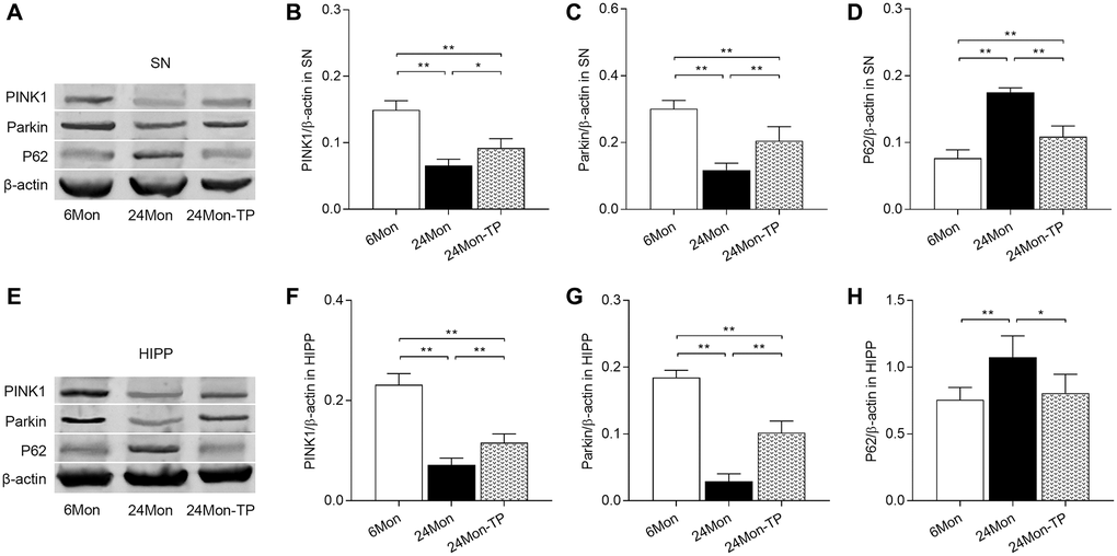 TP supplementation activates PINK1/Parkin pathway in the SN and HIPP of aged male rats. (A) Representative western blots of PINK1, Parkin, and P62 expression in the SN. (B–D) Quantification of PINK1, Parkin, and P62 of protein expression in the SN (normalized to β-actin). (E) Representative western blots of PINK1, Parkin, and P62 expression in the HIPP. (F–H) Quantification of PINK1, Parkin, and P62 protein levels in the HIPP (normalized to β-actin). Data are expressed as the mean ± S.D. (n = 5/group). *P **P 
