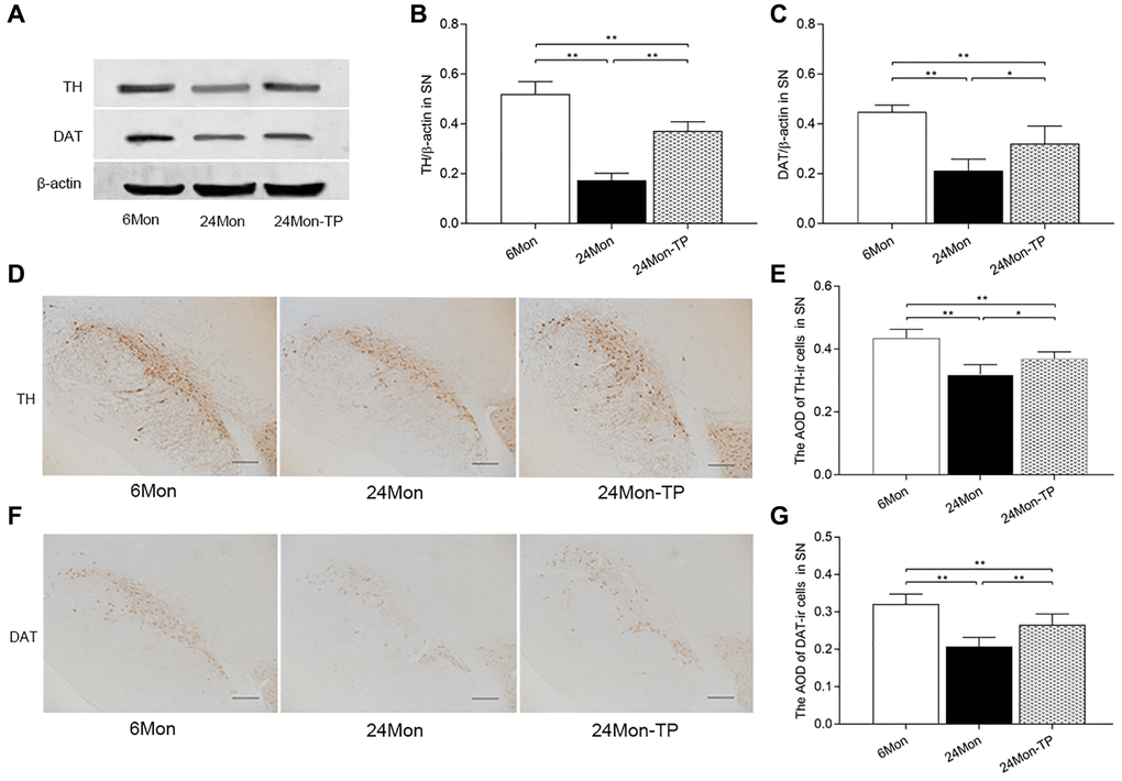 TP supplementation increases the expression of TH and DAT in the SN of aged male rats. (A) Representative western blots of TH and DAT expression. (B, C) Quantification of TH and DAT protein levels (normalized to β-actin; n = 5/group). (D–G) Representative IHC photomicrographs of TH and DAT expression in the SN of experimental rats (n = 6/group). Scale bars = 200 μm. Data are expressed as the mean ± S.D. *P **P 