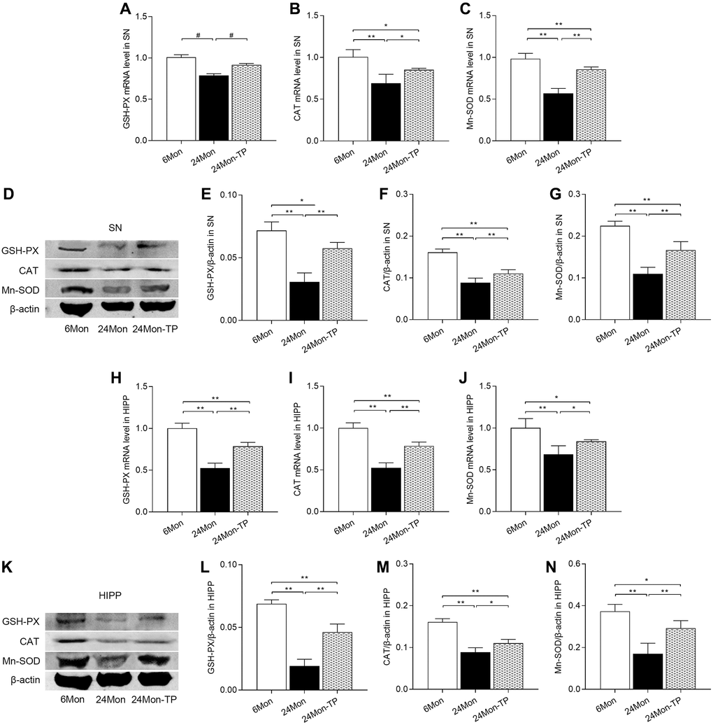TP supplementation increases antioxidant enzyme expression in the SN and HIPP of aged male rats. (A–C) mRNA levels of GSH-PX, CAT, and Mn-SOD in the SN. (D) Representative western blots of GSH-PX, CAT, and Mn-SOD expression in the SN. (E–G) Quantification of GSH-PX, CAT, and Mn-SOD expression in the SN (normalized to β-actin). (H–J) mRNA levels of GSH-PX, CAT, and Mn-SOD in the HIPP. (K) Representative western blots of GSH-PX, CAT, and Mn-SOD expression in the HIPP. (L–N) Quantification of GSH-PX, CAT, and Mn-SOD expression in the HIPP (normalized to β-actin). Data are expressed as the mean ± S.D. (n = 5/group). *P **P #P U test, Bonferroni correction).