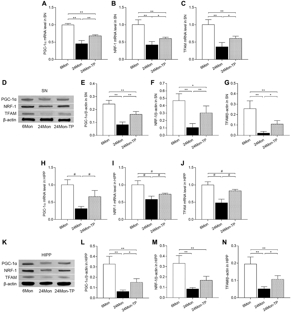 TP supplementation promotes mitochondrial biogenesis in the SN and HIPP of aged male rats. (A–C) mRNA levels of PGC-1α, NRF-1, and TFAM in the SN. (D) Representative western blots of PGC-1α, NRF-1, and TFAM expression in the SN. (E–G) Quantification of PGC-1α, NRF-1, and TFAM expression in the SN (normalized to β-actin). (H–J) mRNA levels of PGC-1α, NRF-1, and TFAM in the HIPP. (K) Representative western blots of PGC-1α, NRF-1 and TFAM expression in the hippocampus. (L–N) Quantification of PGC-1α, NRF-1, and TFAM expression in the HIPP (normalized to β-actin). Data are expressed as the mean ± S.D. (n = 5/group). *P **P #P U test, Bonferroni correction).