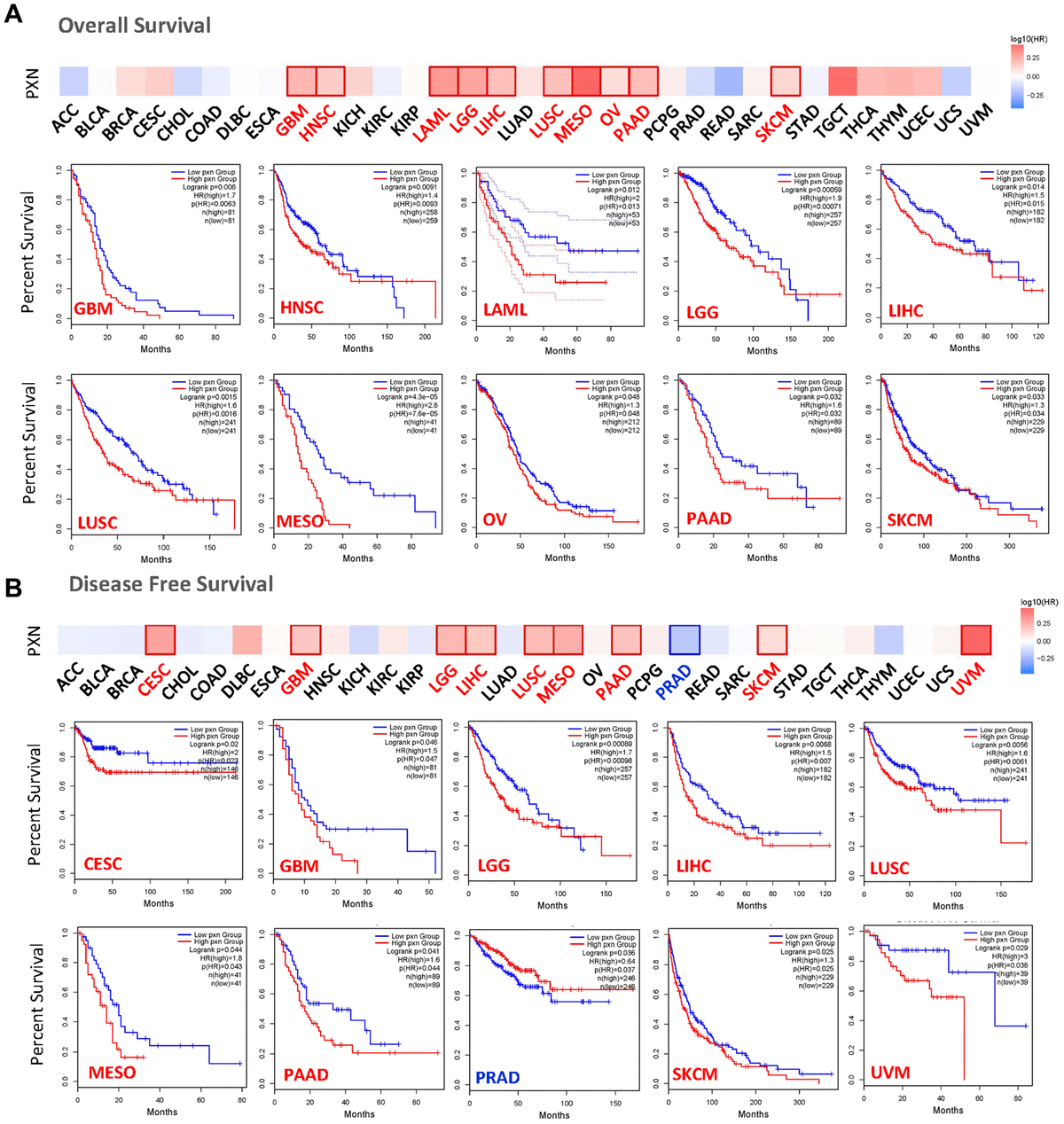 The relationship between PXN gene expression and survival prognosis of cancers in TCGA. The (A) overall survival rate and (B) disease-free survival rate, as well as PXN gene expression in different tumors in TCGA, were analyzed by GEPIA2 software. The survival diagram and Kaplan-Meier curves with positive results are shown.