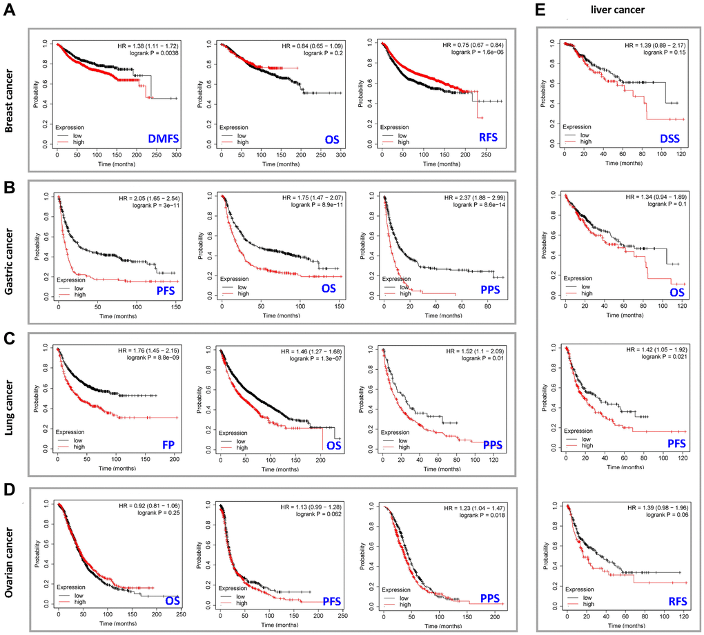 Correlation between PXN gene expression and prognosis of cancers using Kaplan-Meier curves. We used the Kaplan-Meier plotter to perform a series of survival analyses, including DMFS, OS, RFS, DSS, PFS, post-PPS, and first progression, reflecting PXN gene expression in (A) breast cancer, (B) gastric cancer, (C) lung cancer, (D) ovarian cancer, and (E) liver cancer.