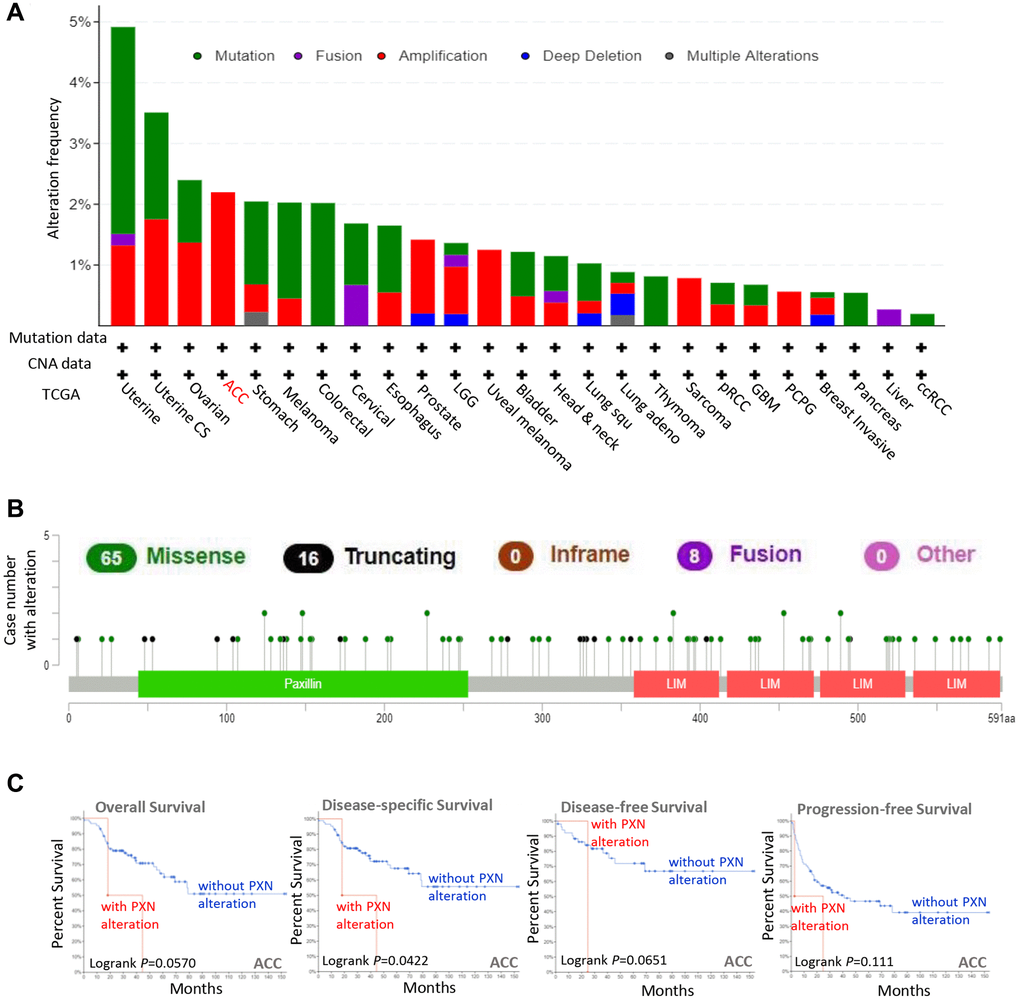 Mutation feature of PXN in different cancers in TCGA. Using the cBioPortal tool, we analyzed the mutation features of PXN for tumors in TCGA. The alteration frequencies with (A) mutation type and (B) mutation site are shown. (C) Using the cBioPortal tool, we analyzed the potential correlation between mutation status and overall, disease-specific, disease-free, and progression-free survivals of ACC.