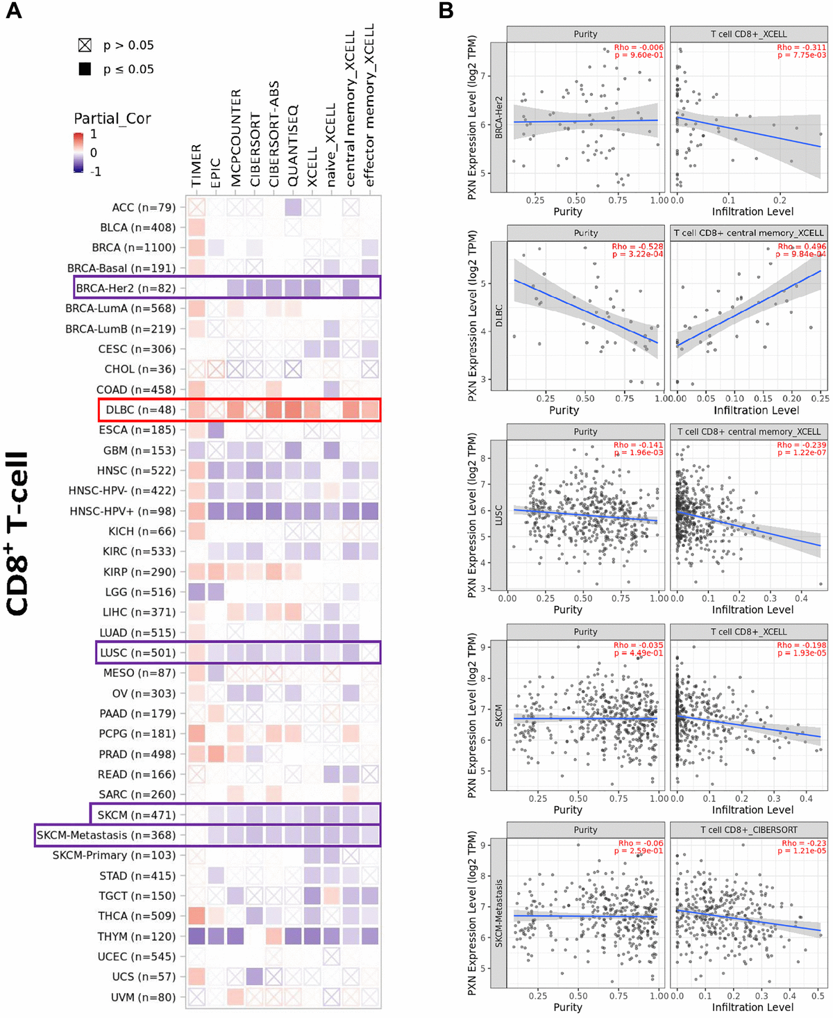 Correlation analysis between PXN gene expression and immune infiltration of CD8+ T cells. Different algorithms explored potential correlations in (A) PXN expression level and (B) infiltration of CD8+ T cells across all types of cancer in TCGA.