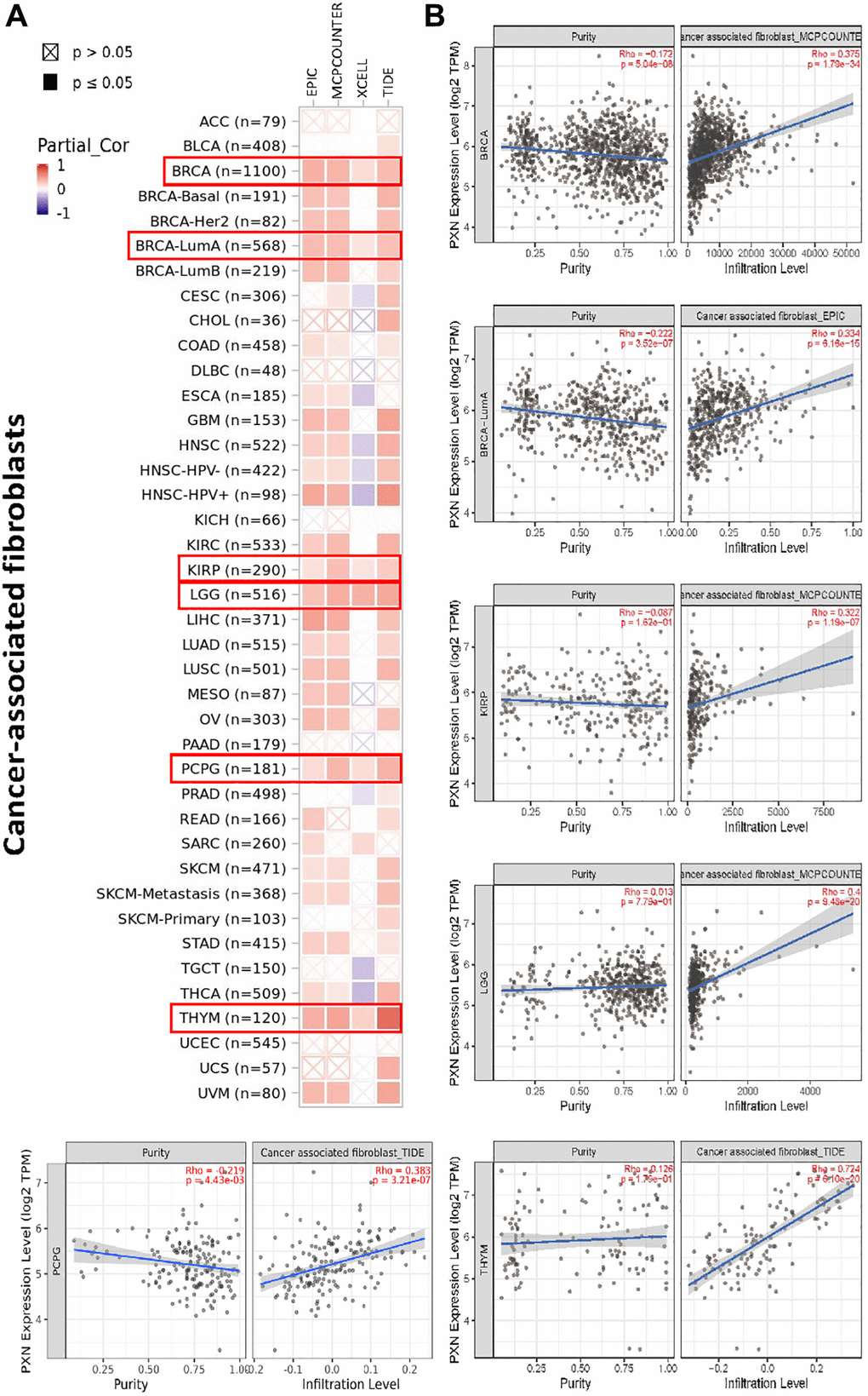 Correlation analysis between PXN gene expression and immune infiltration of cancer-associated fibroblasts. Different algorithms explored the potential correlations of (A) expression of the PXN gene and (B) infiltration of cancer-associated fibroblasts across all types of cancer in TCGA.