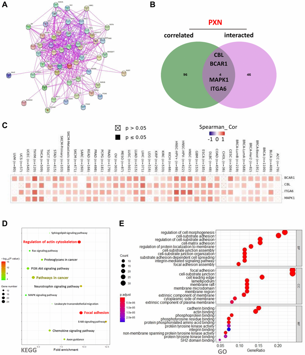 PXN-related gene enrichment analysis (A) using the STRING tool to obtain the available experimentally determined PXN-binding proteins; (B) as an intersection analysis of PXN-binding and correlated genes; and (C) as a corresponding heatmap of the detailed cancer types. (D–E) KEGG pathway analysis of PXN-binding and interacting genes, represented by a dot plot of the biological process, the cellular component, and the molecular function data in the GO analysis.