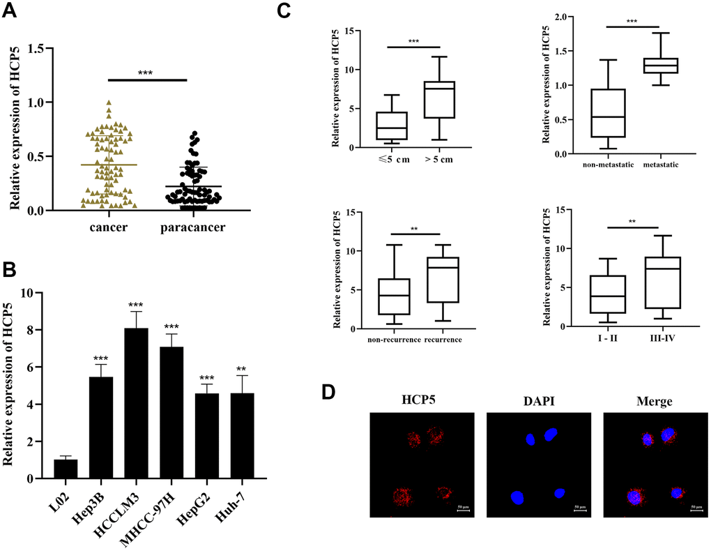LncRNA HCP5 is overexpressed in HCC tissues and cell lines. (A) The expression level of HCP5 in HCC tissues is significantly higher compared to that in paracancerous tissues (***pB) HCP5 is overexpressed in HCC cell lines (***pC) The expression of HCP5 in tumors with a size >5 cm, migrated HCC tissues, recurrent cancer tissues, and high histological grade tumor tissues was significantly higher (**pD) FISH assay indicating that HCP5 was predominantly localized in the cytoplasm of Hep3B cell lines.