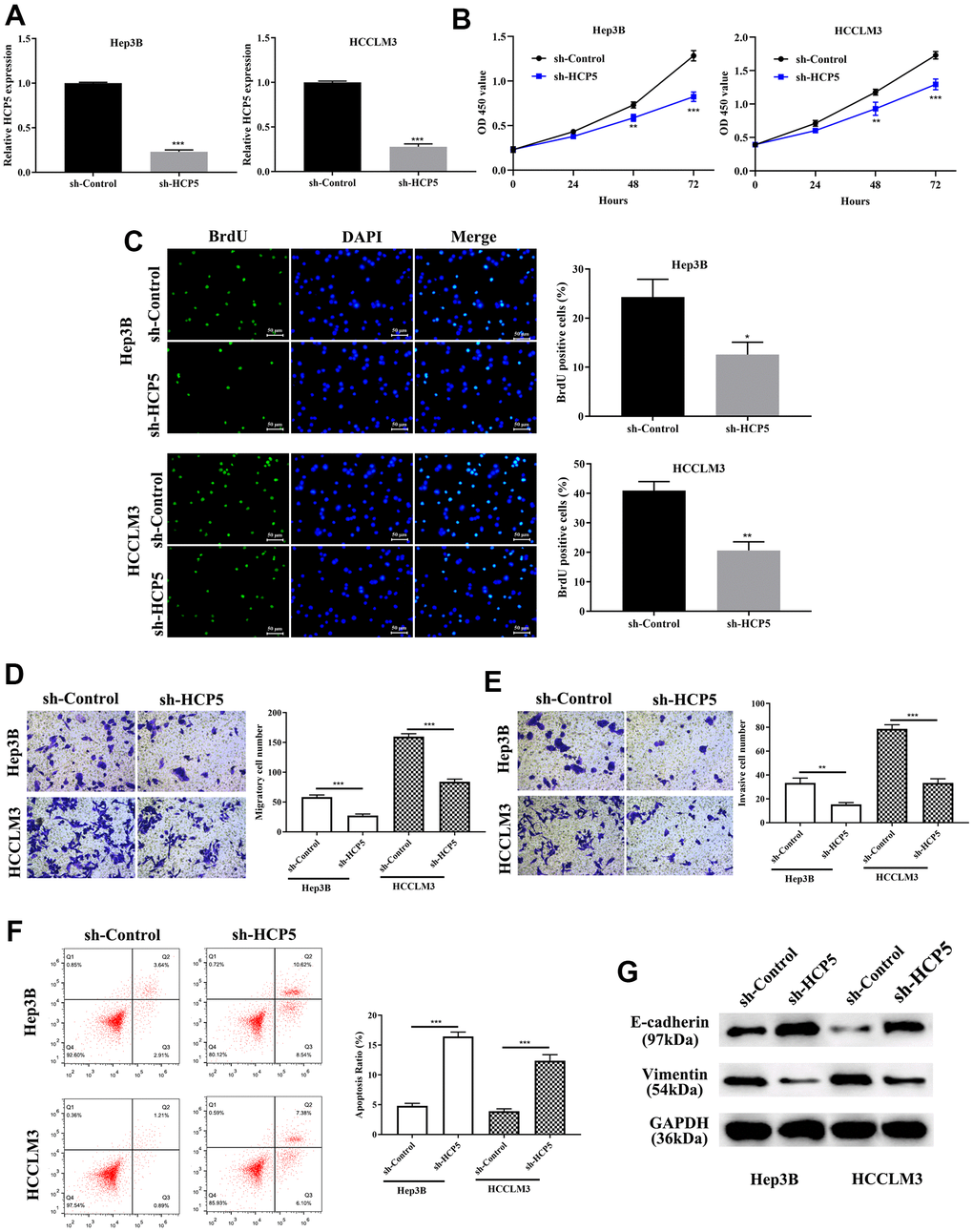 LncRNA HCP5 augments cell growth, metastasis, invasion, the epithelial-mesenchymal transition (EMT) process and prohibits hepatocellular carcinoma (HCC) cell apoptosis. (A) Construction of HCP5 knockdown in Hep3B and HCCLM3 cell lines was successful using sh-HCP5 (***pB, C) Compared to the sh-control, knockdown of HCP5 in HCCLM3 and Hep3B cells prohibited cell proliferation by the CCK-8 assay and BrdU assay (*pD, E) Down-regulation of HCP5 decreased migration and invasion in HCCLM3 and Hep3B cell lines (***pF) Cell apoptosis was promoted in HCP5 knockdown cells (***pG) Western blot showing that EMT-related protein E-cadherin was overexpressed in the HCP5 down-regulated group while the expression of vimentin was inhibited.