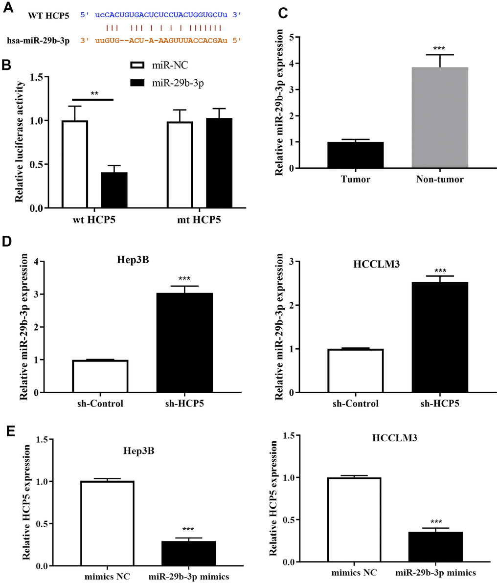 MicroRNA miR-29b-3p is a negatively regulatory target gene of lncRNA HCP5. (A) Bioinformatics predictions demonstrated that a direct HCP5 binding site existed in miR-29b-3p. (B) Dual luciferase assay demonstrating that miR-29b-3p and HCP5 directly interacted (**pC) MiR-29b-3p is expressed in lower-than-usual quantities in hepatocellular carcinoma (HCC) tumor tissues when compared to non-tumor tissues (***pD) Results of qRT-PCR showing that the knockdown of HCP5 increases the expression of miR-29b-3p both in HCCLM3 and Hep3B cell lines (***pE) Results of qRT-PCR showing that up-regulation of miR-29b-3p prohibits the expression of HCP5 (***p