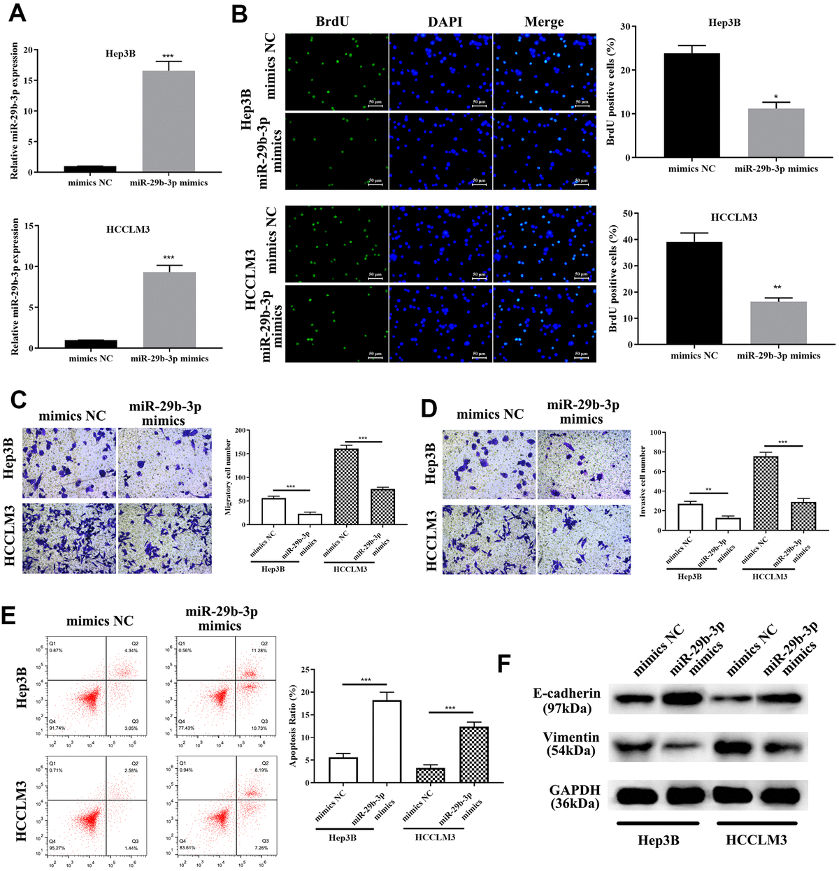 miR-29b-3p precludes hepatocellular carcinoma cell proliferation and migration through enhancing apoptosis and inhibiting the epithelial-mesenchymal transition (EMT) progress. (A) After treatment with miR-29b-3p mimics, HCCLM3 and Hep3B cell lines expressed high quantities of miR-29b-3p when compared to the mimics NC group. (B) Cells with high quantities of miR-29b-3p demonstrating a lower proliferation rate (*pC, D) miR-29b-3p significantly reduces hepatocellular carcinoma (HCC) cell migration and invasion (**pE) Cell apoptosis is improved by miR-29b-3p (***pF) Western blot showing that overexpression of miR-29b-3p results in up-regulation of E-cadherin and reduced level of vimentin.