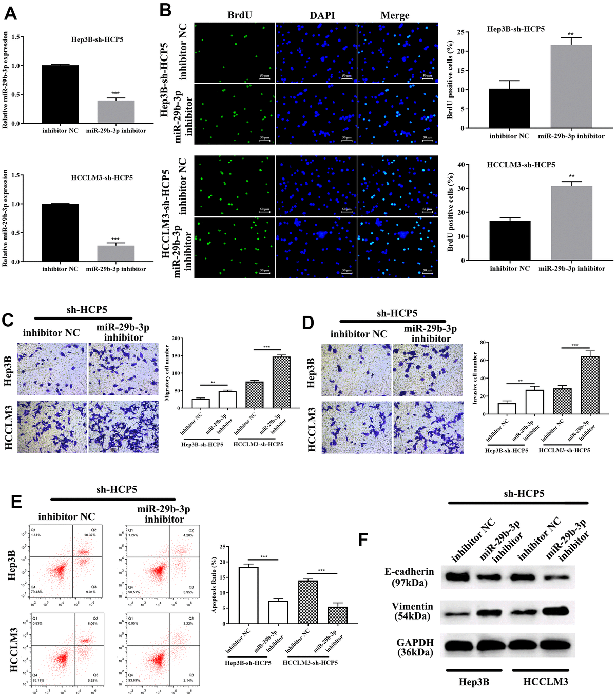 miR-29b-3p reverses HCC proliferation, migration and invasion that is attenuated by sh-HCP5. (A) The quantities of miR-29b-3p reduce in HCP5 knockdown cells when treated with an miR-29b-3p inhibitor. (B) miR-29b-3p is up-regulated when HCP5 is knocked down, and when cells were treated with miR-29b-3p inhibitor, the proliferation increased both in HCCLM3 and Hep3B cell lines (**pC, D) Down-regulation of miR-29b-3p significantly promotes cell migration and invasion (**pE) Cell apoptosis decreases after administration of miR-29b-3p inhibitor to two cell lines that were transfected with sh-HCP5. (F) miR-29b-3p inhibitor restores the EMT progress induced by sh-HCP5 both in HCCLM3 and Hep3B cell lines.