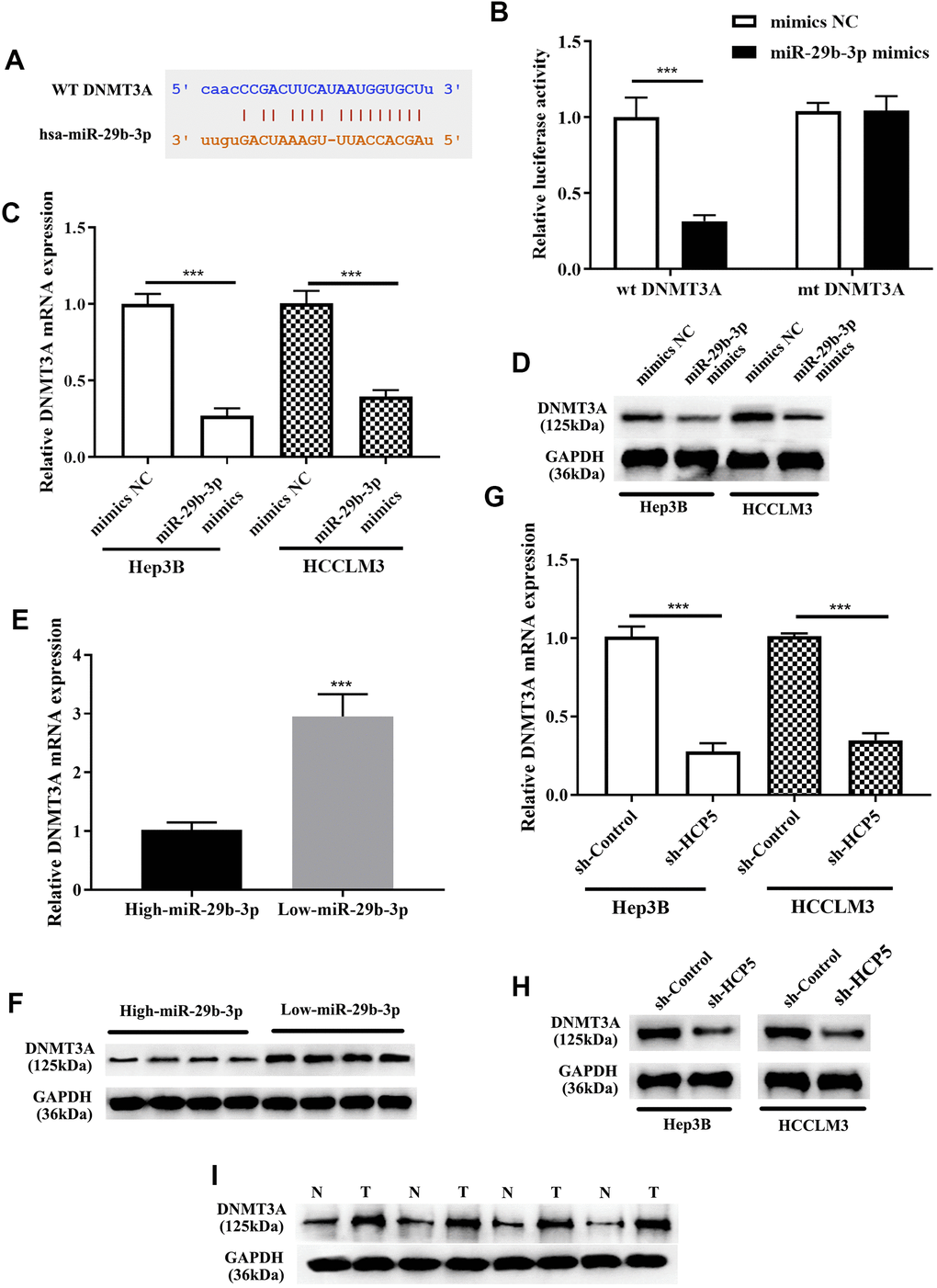 DNMT3A is a negative regulatory target gene of miR-29b-3p, and DNMT3A promotes hepatocellular carcinoma proliferation, metastasis and invasion. (A) Bioinformatics predictions showed that there is a direct binding site of miR-29b-3p on DNMT3A. (B) Dual luciferase assay demonstrating that there is a direct interaction between DNMT3A and miR-29b-3p (***pC, D) The results of qRT-PCR and Western blot analysis showing that overexpression of miR-29b-3p leads to down-regulation of DNMT3A in both HCCLM3 and Hep3B cells (***pE, F) qRT-PCR and Western blot analysis demonstrating that the expression of DNMT3A was negatively related to miR-29b-3p levels in HCC tissues. (G, H) The expression of DNMT3A was in proportion to that of HCP5. (I) Comparison of the expression of DNMT3A in HCC tissues (T) and non-tumor tissues (N) by Western blot analysis.