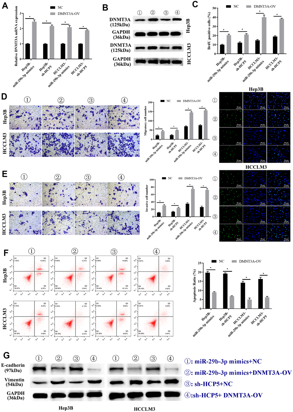 Overexpression of DNMT3A promotes hepatocellular carcinoma cell progression weakened by miR-29b-3p or sh-HCP5. (A) Hep3B and HCCLM3 cells with up-regulation of miR-29b-3p or knockdown of HCP5 and that were transfected with NC or DNMT3A up-regulated plasmid (DNMT3A-OV) were evaluated by qRT-PCR (*pB) The expression of DNMT3A in Hep3B and HCCLM3 cell lines transfected with NC or DNMT3A-OV examined by Western blot analysis for miR-29b-3p overexpression or HCP5 knockdown (*pC) The cell proliferation rate increases when treated with DNMT3A-OV (*pD, E) DNMT3A promotes the cell metastatic and invasive capacity (*pF) DNMT3A promotes cell proliferation through inhibiting cell apoptosis (*pG) DNMT3A promotes epithelial-mesenchymal transition (EMT) progress by increasing E-cadherin and decreasing vimentin.