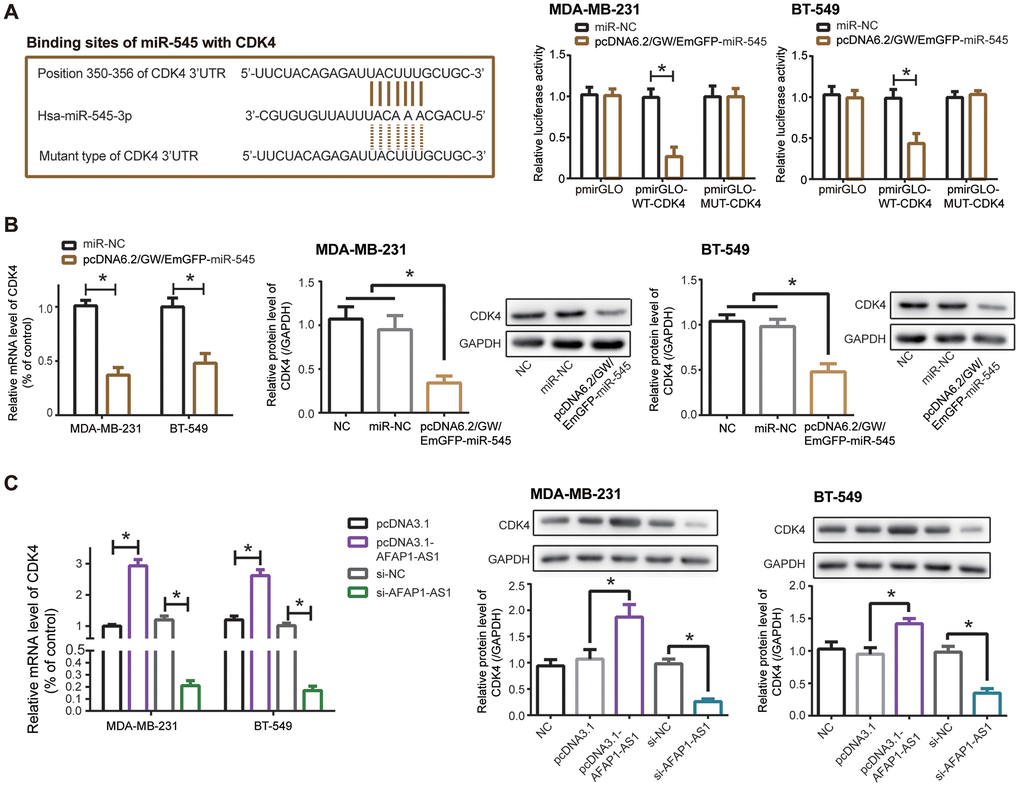 CDK4 was regulated by lncRNA AFAP1-AS1 and miR-545 in triple-negative breast cancer (TNBC) cells. (A) CDK4 was targeted by miR-545 in certain sites, and luciferase activity of MDA-MB-231 and BT-549 cell lines in the pmirGLO-WT-CDK4+pcDNA6.2/GW/EmGFP-miR-545 group was decreased as relative to pmirGLO-MUT-CDK4+pcDNA6.2/GW/EmGFP-miR-545 group. *: PB, C) Both mRNA and protein levels of CDK4 in MDA-MB-231 and BT-549 cell lines were modulated by pcDNA6.2/GW/EmGFP-miR-545 (B) and pcDNA3.1-lncRNA AFAP1-AS1/si-lncRNA AFAP1-AS1 (C). *: P