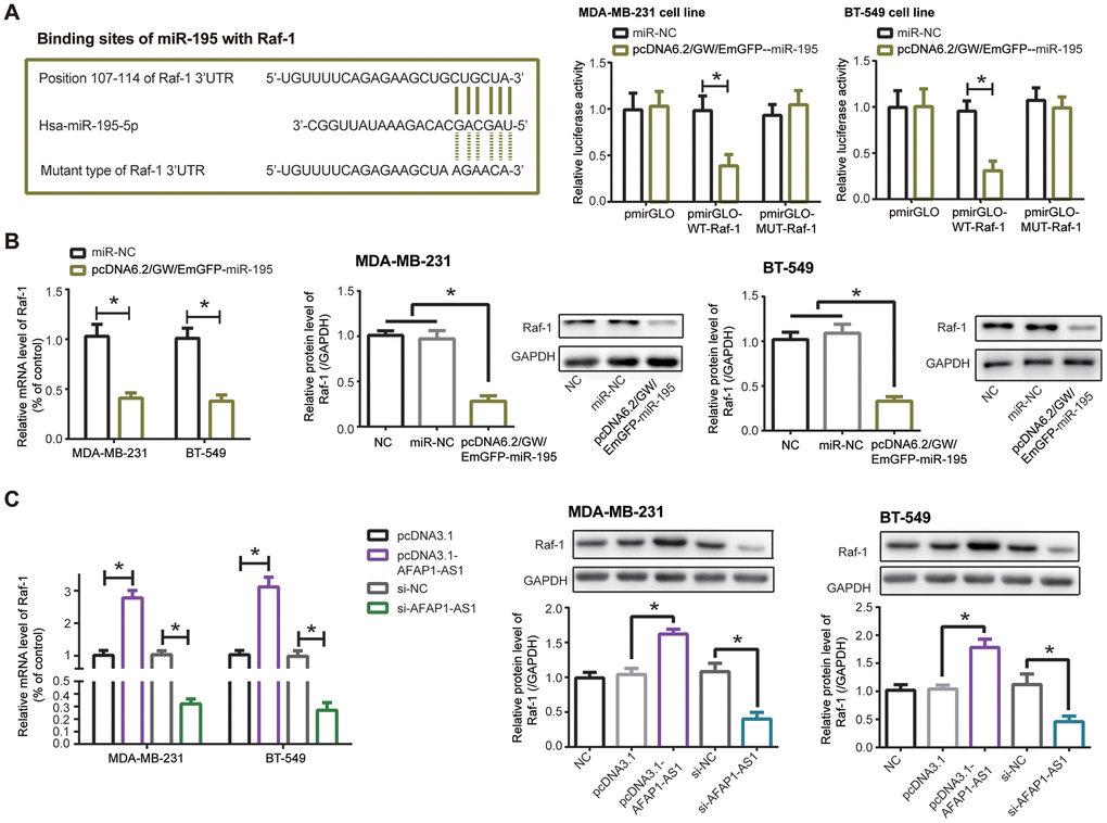 Raf-1 was implicated in the impact of lncRNA AFAP1-AS1/miR-195 axis on triple-negative breast cancer (TNBC) cells. (A) miR-195 targeted Raf-1 in certain sites, and MDA-MB-231/BT-549 cell lines in the pmirGLO-WT-Raf-1+pcDNA6.2/GW/EmGFP-miR-195 group showed decreased luciferase activity in comparison to pmirGLO-MUT-Raf-1+pcDNA6.2/GW/EmGFP-miR-195 group. *: PB, C) Raf-1 expression in MDA-MB-231 and BT-549 cell lines was affected by pcDNA6.2/GW/EmGFP-miR-195 (B) and pcDNA3.1-lncRNA AFAP1-AS1/si-lncRNA AFAP1-AS1 (C) at mRNA and protein levels. *: P
