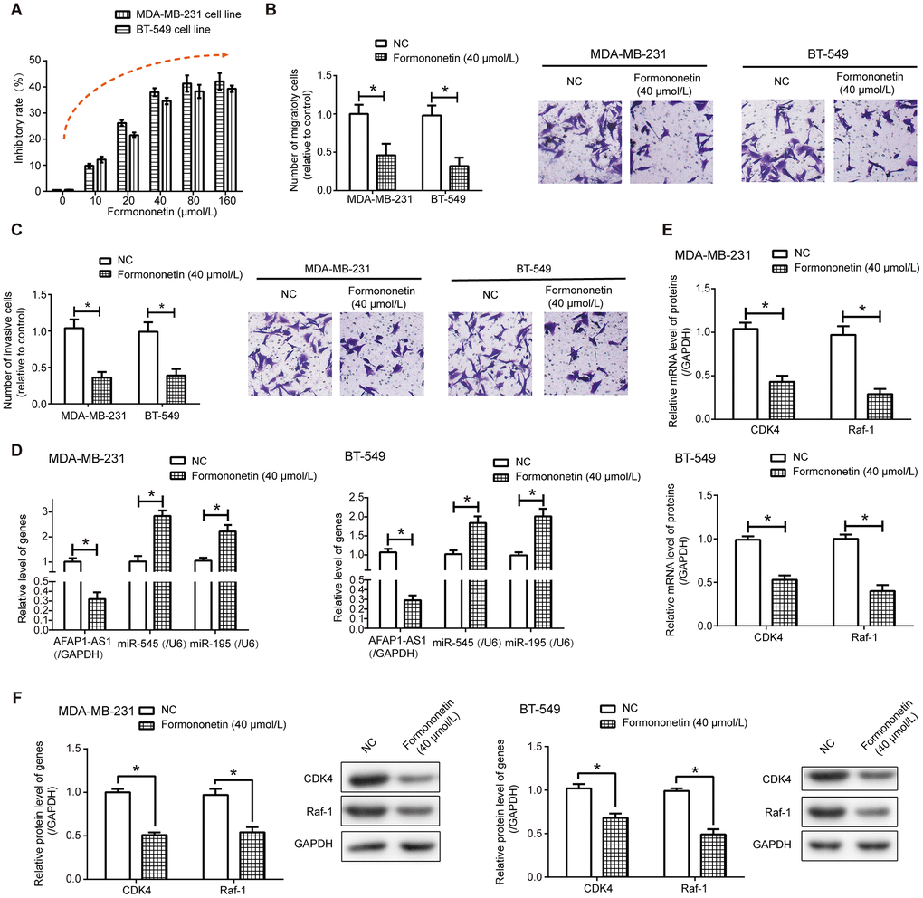 Formononetin undermined activities of triple-negative breast cancer (TNBC) cells via depression of lncRNA AFAP1-AS1-miR-545/miR-195 axis. (A–C) Formononetin postponed proliferation (A), migration (B) and invasion (C) of MDA-MB-231 and BT-549 cell lines. *: PD) Expressions of lncRNA AFAP1-AS1, miR-545 and miR-195 were detected in MDA-MB-231 and BT-549 cell line after formononetin exposure. *: PE, F) Both mRNA (E) and protein (F) levels of Raf-1 and CDK4 were measured in MDA-MB-231 and BT-549 cell lines treated by formononetin. *: P