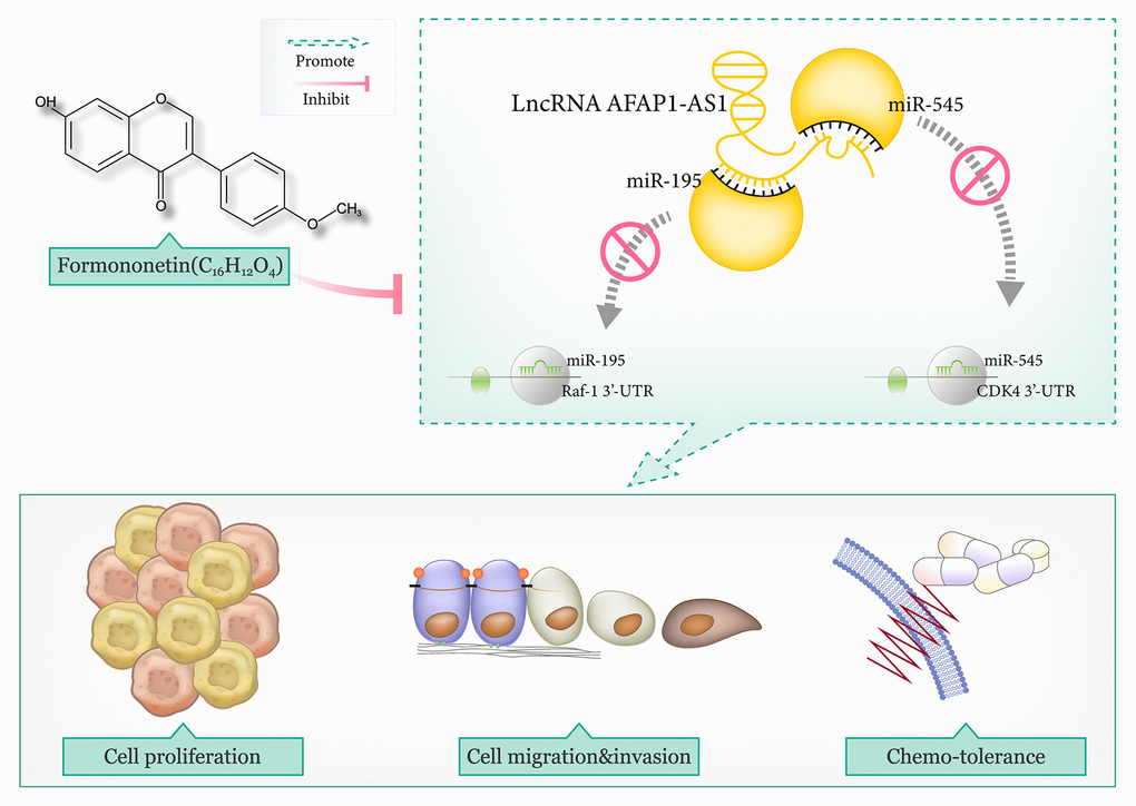 The mechanism map illustrated that lncRNA AFAP1-AS1 promoted triple-negative breast cancer (TNBC) progression and chemo-resistance by disturbing the interaction of miR-195 with Raf-1 and that of miR-545 with CDK4. However, formononetin antagonized TNBC malignancy by lessening the effect of lncRNA AFAP1-AS1-guided miR-545/CDK4 axis and miR-195/Raf-1 axis on TNBC cells.