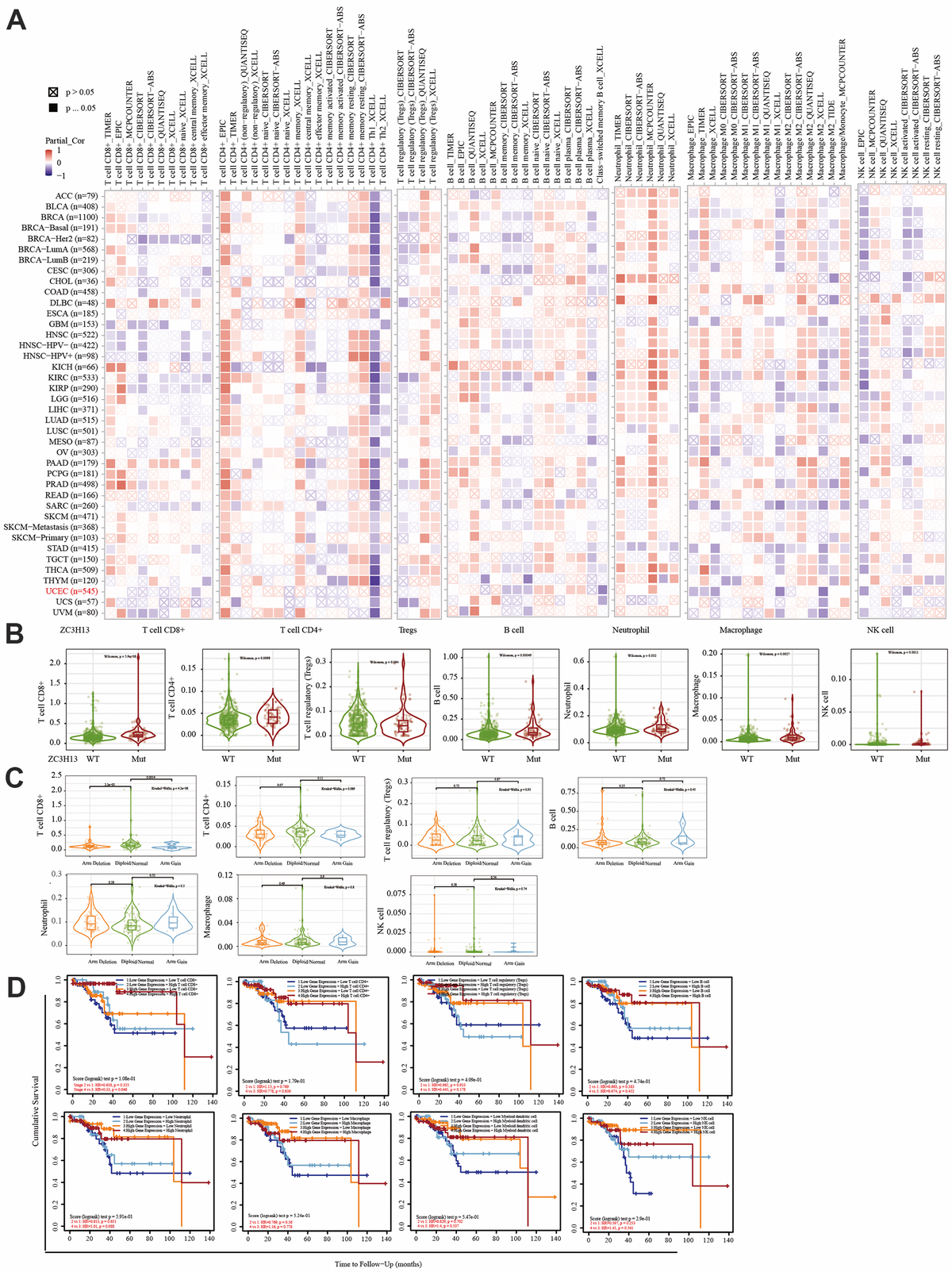 Correlation between immune infiltration level and the expression, mutation, SCNA status, and outcome module of ZC3H13. (A) Heatmap depicting the correlation of ZC3H13 expression with immune infiltration level in diverse cancer types. (B) Violin plots examining the effect of ZC3H13 gene mutations on immune cell infiltration and immune cell types in endometrial cancer. (C) Violin plots depicting the effect of ZC3H13 gene SCNA status on immune cell infiltration and immune cell types in endometrial cancer. (D) Outcome module showing the clinical relevance of tumor immune subsets.