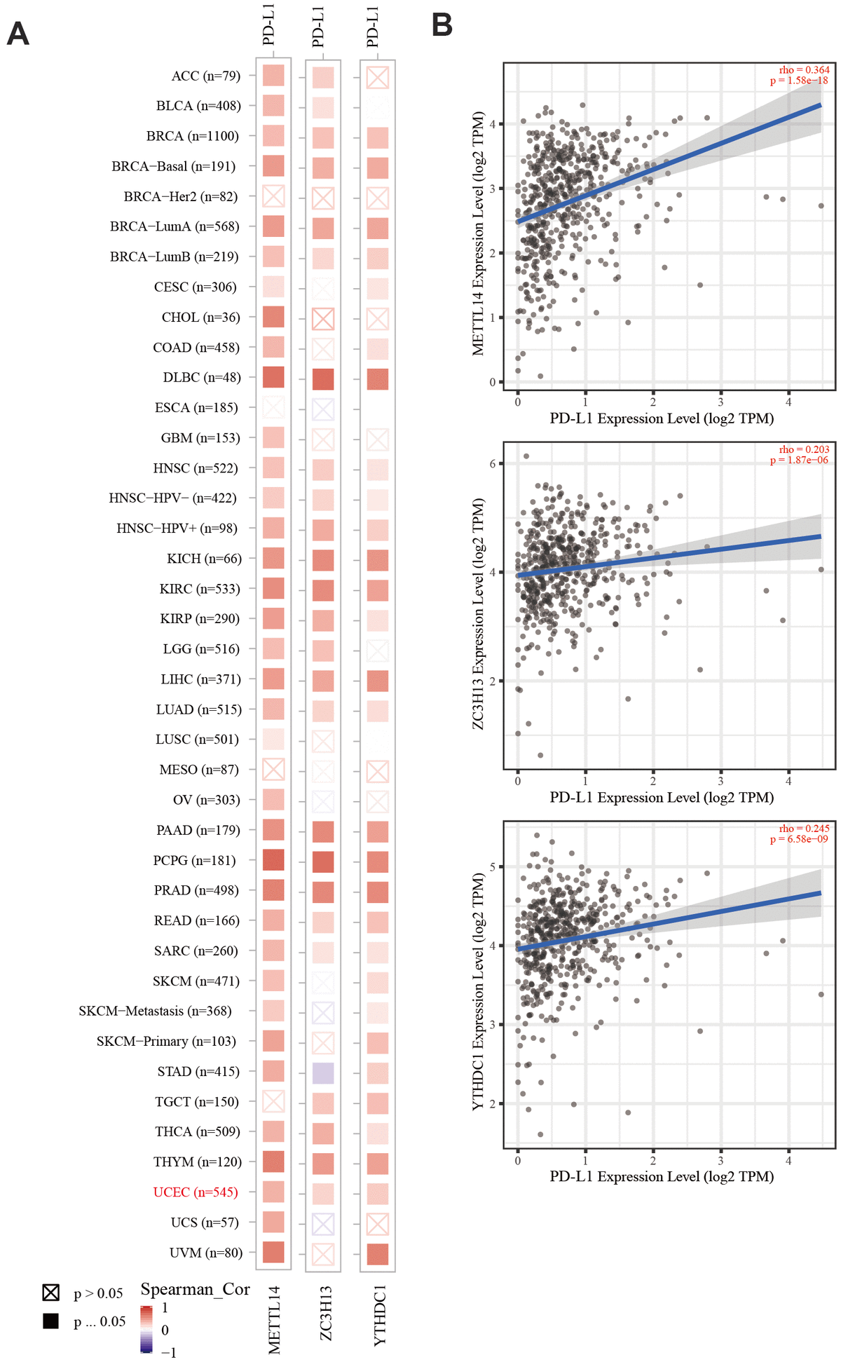 The correlation of METTL14, ZC3H13, and YTHDC1 expression with PD-L1. (A) Heatmap depicting the correlation of METTL14, ZC3H13, and YTHDC1 expression with PD-L1 in diverse cancer types. (B) Spearman’s correlation analysis was employed.