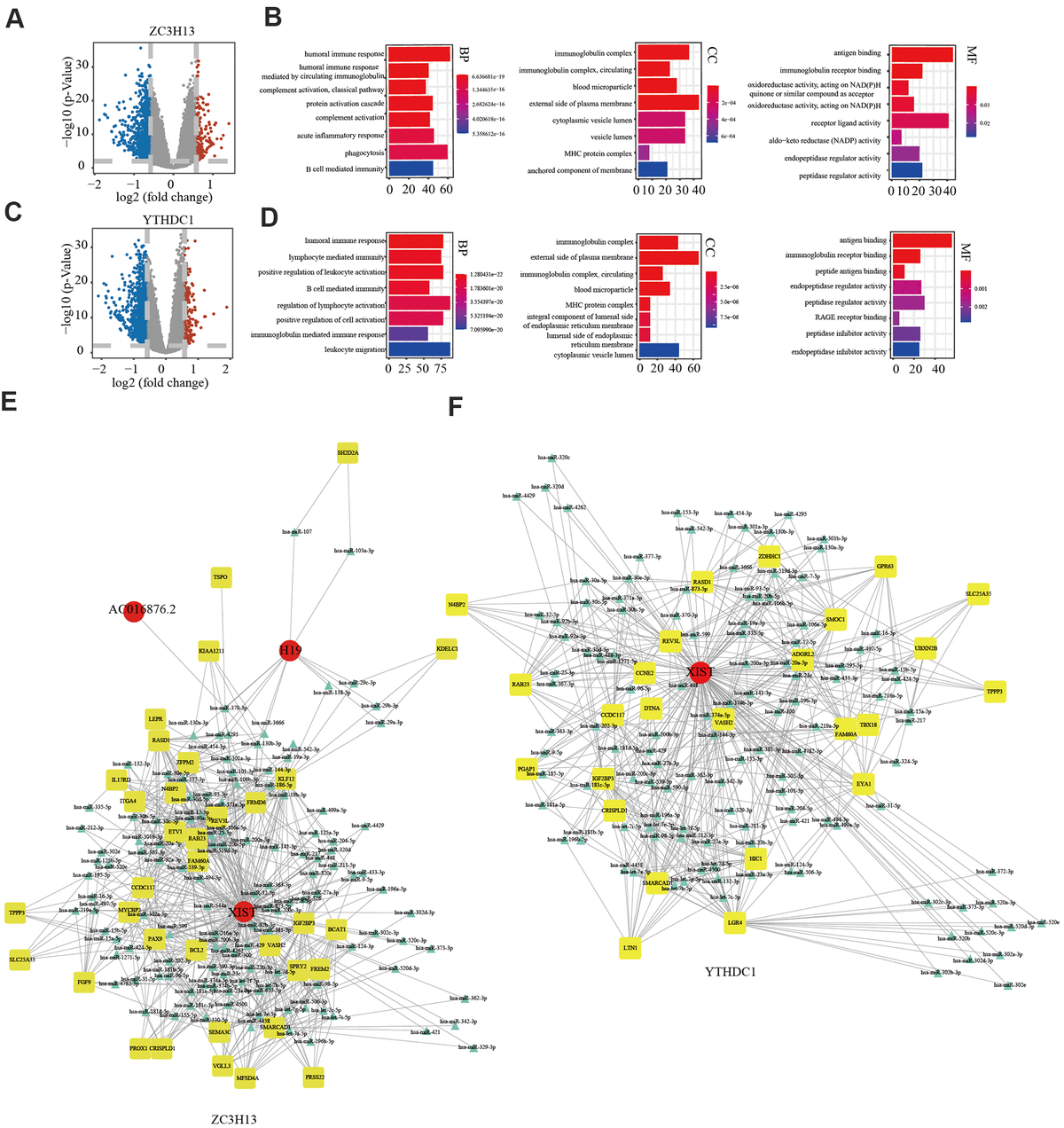 Potential regulatory mechanism of ZC3H13 and YTHDC1 dysregulation in endometrial cancer. (A) Volcano map showing the differential mRNA, microRNA, and lncRNA expression in patients with low ZC3H13 expression. An absolute log2-fold change (FC) > 1.5 and FDR-adjusted P B) The bar graph shows that ZC3H13-regulated expression was enriched for various GO terms. (C) Volcano plot showing differentially expressed transcripts in patients with low YTHDC1 expression. (D) The bar graph shows that YTHDC1-regulated expression was enriched for various GO terms. (E, F) The ceRNA regulatory network in patients with low expression of ZC3H13 and YTHDC1. Red indicates lncRNA; yellow indicates mRNA; blue indicates microRNA.