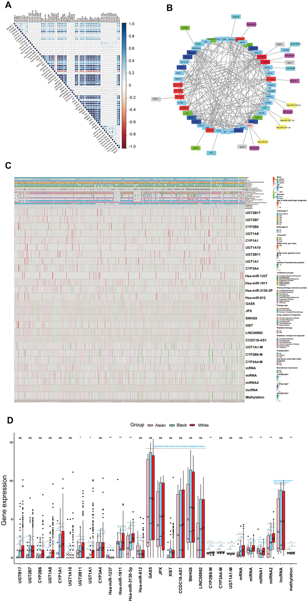 (A) The correlations of the core genes of each key functional modules to each other and the correlations of the core genes of each key functional modules to cytotoxic resistance genes (HMGB1, docetaxel resistance: SKP2, AXL, KDM5D, MDH2, PIM1, SPHK1, LDHA, SOX2, Hsa-mir-143, Hsa-mir-193a, Hsa-mir-195a, Hsa-mir-204, Hsa-mir-216b, Hsa-mir-323a, Hsa-323b, Hsa-mir-34a, Hsa-mir-375, platinum resistance: Hsa-mir-205, HOTAIR, NEAT1), endocrine therapy resistance genes (AR, FHL2, VAV3, LDHA, AKR1C3, KIF4A, KDM4B) reported the in literature. (B) The core genes or targets of each key functional modules in this work and cytotoxic resistance genes (HMGB1, docetaxel resistance: SKP2, AXL, MDH2, PIM1, SPHK1, LDHA, SOX2), endocrine therapy resistance genes (AR, FHL2, VAV3, LDHA, AKR1C3, KIF4A, KDM4B) reported in the literature, were taken for regulatory network analysis, the genes which regulated well from each other in network were identified as drug metabolism-related core genes for further study. (C, D) Drug metabolism-related core genes differences analysis for RACES as both single gene or total, which were shown in the hot map and box plots. (Notes: mRNA, miRNA, lncRNA, methylation expressed as the mean value of the core genes of each key functional modules in network, miRNA 1 expressed as the mean value of antineoplastic agent response related core miRNAs in network, miRNA 2 expressed as the mean value of platinum resistance related core miRNAs in network).