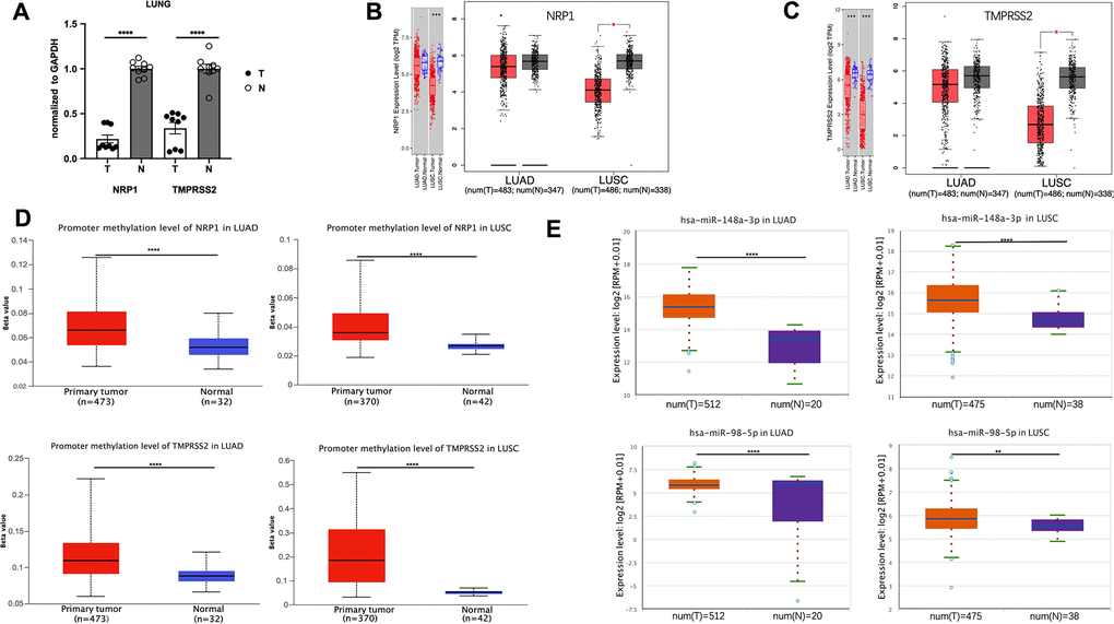 The promoter methylation level of NRP1(TMPRESS2) and miRNA expression level in lung tumors. (A) qPCR analysis of the expression of NRP1 and TMPRSS2 in LUAD tissues and paired normal tissues. n=3, **** PB) The expression of NRP1 analyzed with TIMER and GEPIA. (C) The expression of TMPRSS2 analyzed with TIMER and GEPIA. (D)The promoter methylation level of NRP1 and TMPRSS2 in LUAD or LUSC analyzed with UALCAN. (E) The hsa-mir-148a and hsa-mir-98-5p expression level in LUAD and LUSC analyzed with ENCORI.