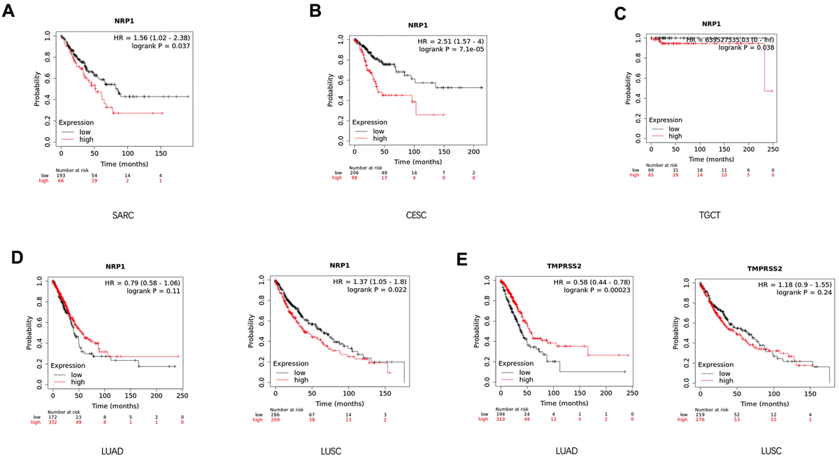 Survival analysis of cancer patients with differential gene expression level. (A–D) Survival curve of SARC (n=259), CESC (n=304), TGCT (n=134), LUSC (n=501) and LUAD (n=513) patients with differential level of NRP1 expression. (E) Survival curve of LUSC and LUAD patients with differential level of TMPRSS2 expression. Analysis was done with Kaplan-Meier Plotter.
