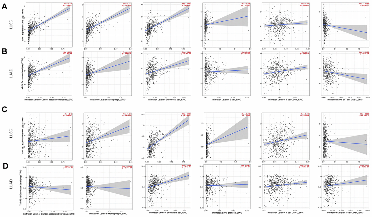 Correlation analysis between NRP1/TMPRSS2 expression and tumor immune infiltration. (A, B) Correlation analysis between NRP1 expression and tumor immune infiltration in LUSC (n=501) and LUAD (n=515). (C, D) Correlation analysis between TMPRESS2 expression and tumor immune infiltration in LUSC and LUAD. None purity-adjusted for all the panels.