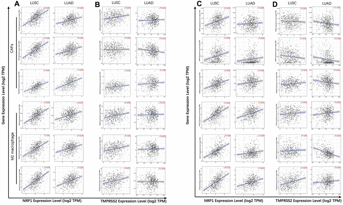 Correlation analysis between NRP1/TMPRSS2 and pro-tumorigenic factors. (A) Correlation analysis between NRP1 and markers for CAFs and M2 macrophage in LUSC (n=501) and LUAD (n=515). (B) Correlation analysis between TMPRSS2 and markers for CAFs and M2 macrophage in LUSC and LUAD. (C) Correlation analysis between NRP1 and MMP1, MMP3, MMP9, VEGFC, FLT4 and CXCL12 in LUSC and LUAD. (D) Correlation analysis between TMPRSS2 and MMP1, MMP3, MMP9, VEGFC, FLT4 and CXCL12 in LUSC and LUAD. None purity-adjusted for all the panels.