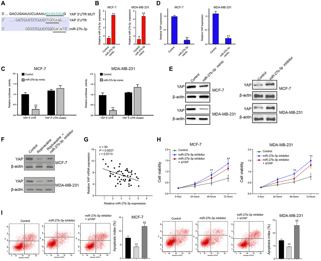 MiR-27b-3p targets YAP in breast cancer cells. (A) The interaction of miR-27b-3p and YAP 3’ UTR was identified by bioinformatic analysis using Targetscan (http://www.targetscan.org/vert