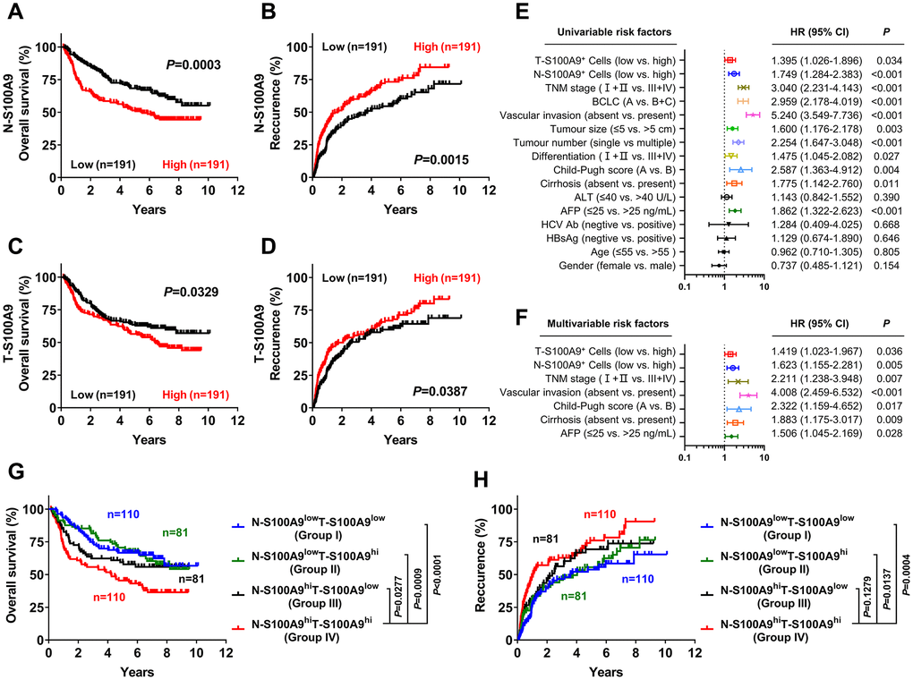 Prognostic value of S100A9+ cell in HCC patients. A high S100A9+ cell density in nontumor or tumor tissue was associated with poor OS (A, C) and a high recurrence rate (B, D) in HCC patients. Forest plots showing the association between S100A9 expression in tumors and clinicopathological features in HCC patients using univariate (E) or multivariate analysis (F). Patients were divided into two groups according to the median value of the S100A9+ cell density in nontumoral and tumoral tissues. The cumulative OS (G) and recurrence (H) times were calculated using the Kaplan-Meier method and then analyzed with the log-rank test.