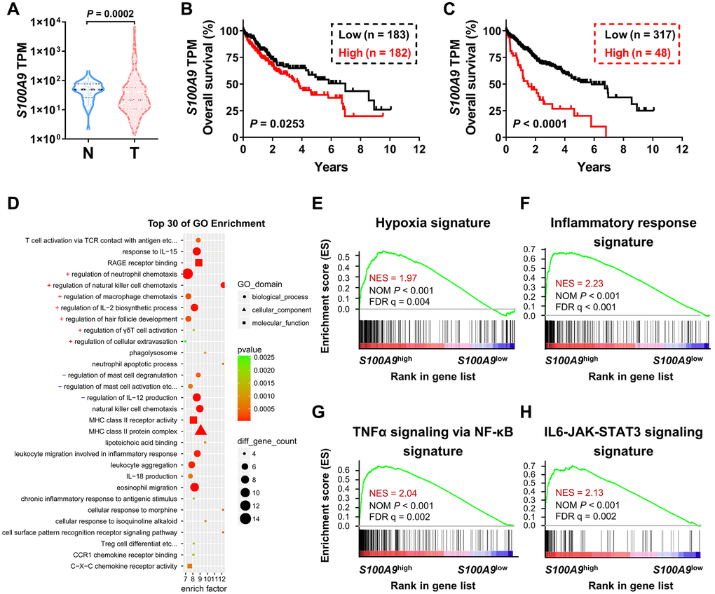 High S100A9+ cell density predicts a poor prognosis in