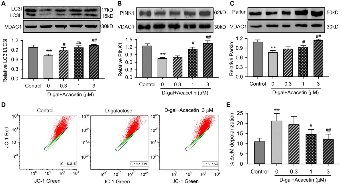Effects of acacetin on mitophagy kinase proteins and mitochondrial membrane potential in H9C2 cardiac cells. (A) Western blot of mitochondrial LC3II, LC3I and relative LC3II/LC3I ratio in mitochondrial proteins of cells treated without (control) or with D-galactose (D-gal) exposure or D-galactose plus 0.3, 1 or 3 μM acacetin for 72 h. (B) Western blot and relative level of mitochondrial PINK1 in cells treated as in (A). (C) Western blot and relative level of mitochondrial Parkin in cells treated as in (A). (D) Representative graphs of flow cytometry for determining mitochondrial membrane potential in cells stained with JC-1 (2 μM) in cells treated without (control) or with D-galactose (20 mg/mL) or D-galactose plus 3 μM acacetin. (E) Percentage of mitochondrial membrane potential depolarization (δψM) in cells treated as A. (n = 5, **P#P ##P 