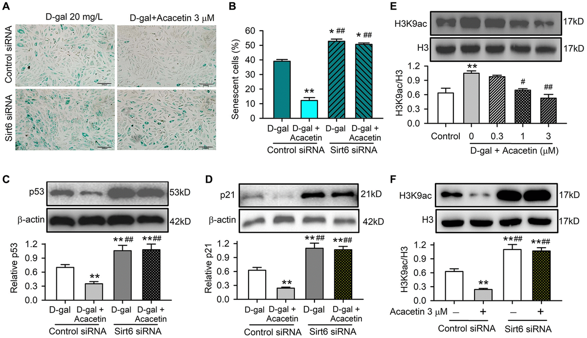 Acacetin-induced activation of Sirt6 mediates the protection against cardiac senescence by inhibiting protein acetylation. (A) Representative images of SA-β-gal staining for senescent cells in H9C2 cardiac cells transfected with control siRNA or Sirt6 siRNA in the absence or presence of 3 μM acacetin for 72 h. (B) Percentage of senescent cell number in cells treated as in (A). (C) Western blots and relative levels of p53 in cells treated as in (A). (D) Western blots and relative levels of p21 in cells treated as in (A) (n = 4-6, **P ##P E) Western blots and relative levels of H3K9ac in cells treated without (control) or with D-galactose (D-gal, 20 mg/mL) or D-galactose plus acacetin (0.3, 1 or 3 μM) for 72 h (n = 4, **P #P ##P F) Western blots and relative levels of H3K9ac in cells treated as in (A) (n = 4–6, **P ##P 