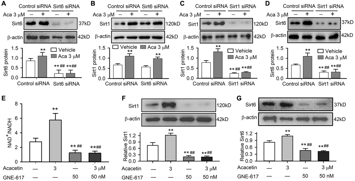Sirt1 mediates acacetin-induced Sirt6 activation by enhancing NAMPT and NAD+/NADH in H9C2 cardiac cells. (A) Western blots and relative levels of Sirt6 in cells transfected with control siRNA or Sirt6 siRNA in the absence or presence of 3 μM acacetin (Aca) for 72 h. (B) Western blots and relative levels of Sirt1 in cells as treated in A. (C) Western blots and relative levels of Sirt1 in cells transfected with control siRNA or Sirt1 siRNA in the absence or presence of 3 μM acacetin for 72 h. (D) Western blots and relative levels of Sirt6 in cells as treated in C (n = 4–6, **P ##P E) Acacetin-induced increase of NAD+/NADH ratio was prevented by NAMPT inhibitor GNE-617 (50 nM). (F) Acacetin-induced increase of Sirt1 protein was abolished by 50 nM GNE-617. (G) Acacetin-induced increase of Sirt6 protein was abolished by 50 nM GNE-617. (n = 4–6, **P ##P 