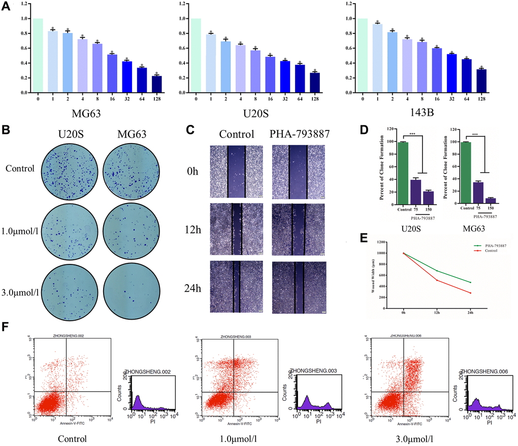 Anti-osteosarcoma effects of PHA-793887. (A) Cellular viability of osteosarcoma cells treated with PHA-793887. (B) Colony formation assay results demonstrating the anti-proliferative effects of PHA-793887 in MG63 and U20S cells. (C) Scratch assay results demonstrating that PHA-793887 suppressed the migration of osteosarcoma cells. (D) Numbers of clones formed by MG64 and U20S cells. (E) Images from the wound-healing assay, representing the migration capacity of osteosarcoma cells. (F) Apoptosis of osteosarcoma cells treated with PHA-793887.