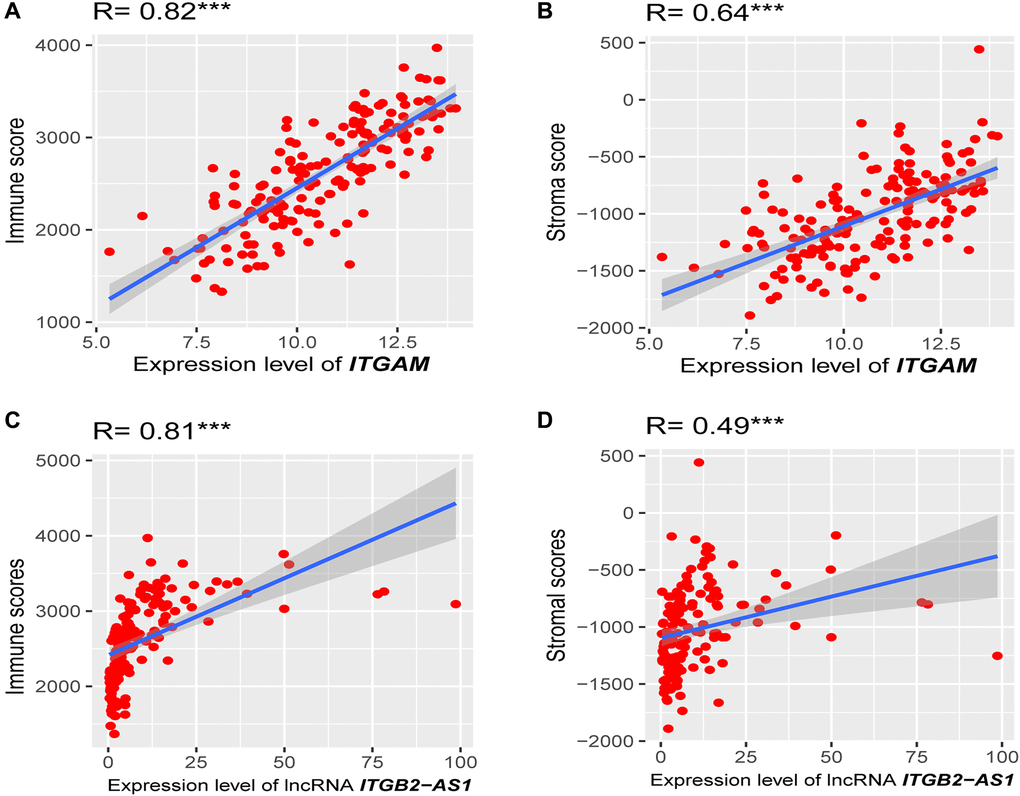 Association of prognostic genes expression levels with the tumor microenvironment (TME). (A) Strong positive correlation between ITGAM expression (log2 transformation) and immune score. (B) A moderate correlation between ITGAM expression (log2 transformation) and stroma score. (C) Strong positive correlation between LncRNA ITGB2-AS1 expression (log2 transformation) and immune score. (D) A moderate correlation between LncRNA ITGB2-AS1 expression (log2 transformation) and stroma score. R, Spearman’s correlation coefficient; ***P 