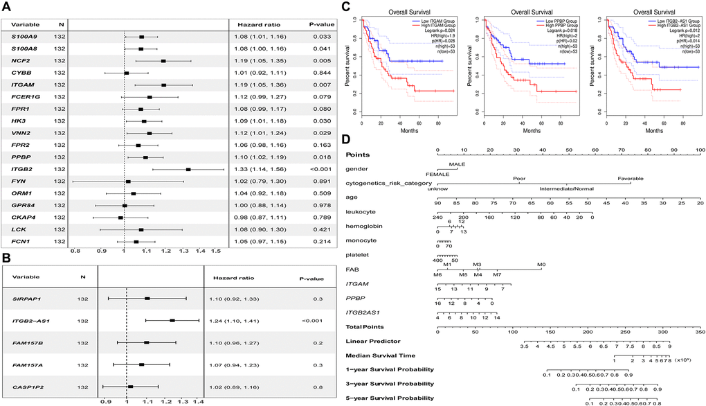 Prognostic analysis results of essential mRNAs and co-expressed DElncRNAs. (A) The result of univariate Cox regression analysis showed that the key genes such as S100A8 (HR:1.119, 95% CI:1.01–1.16), S100A9 (HR:1.08, 95% CI:1.00–1.16), NCF2 (HR:1.19, 95% CI:1.05–1.35), ITGAM (HR:1.19, 95% CI:1.05–1.36), HK3 (HR:1.09, 95% CI:1.01–1.08), VNN2 (HR:1.12, 95% CI:1.01–1.24), PPBP (HR:1.10, 95% CI:1.02–1.19), and ITGB2 (HR:1.33, 95% CI:1.14–1.56) both have significant impact on the prognosis of AML patients (P B) The development of the research showed that the expression of DElnRNAs as ITGB2-AS1 (HR:1.24, 95% CI:1.10–1.41) has a significant impact on the prognosis of AML patients (P C) The results of K–M survival analysis showed that AML patients with high expression of ITGAM, PPBP, and ITGB2-AS1 had a poor prognosis (P D) The Nomogram was established based on the clinical information of TCGA-LAML. The points for 11 factors (gender, cytogenetics risk category, age, leukocyte, hemoglobin, monocyte, platelet, FAB classification, and the expression level of ITGAM, PPBP, or ITGB2-AS1) were listed in the Nomogram. The score for each factor in the Nomogram was read out by drawing a straight line from the predictor to the point axis, and then the survival rates of 1, 3, and 5 years could be estimated by adding the points corresponding to each factor in the bottom scale. Abbreviations: DElncRNAs: differentially expressed lncRNAs; HR: hazard ratio; CI: confidence interval.