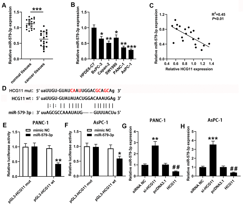 HCG11 acted as a sponge for miR-579-3p in pancreatic carcinoma cells. (A) qPCR was performed to measure miR-579-3p expression in 20 pairs of pancreatic carcinoma tissues and corresponding normal tissues. ***pB) miR-579-3p expression was also detected in pancreatic carcinoma cell lines (BxPC-3, Capan-2, SW1990, PANC-1 and AsPC-1) by qPCR. *p**p***pC) Data from qPCR presented that a negative association was observed in HCG11 expression and miR-579-3p expression. **pD) The targeting sequences between HCG11 and miR-579-3p were presented. (E, F) The luciferase activity in PANC-1 and AsPC-1 cells was measured by the luciferase reporter assay after transfected with miR-579-3p mimic/NC and HCG11-mut/wt vector. (G, H) qPCR assay was used to detect miR-579-3p expression in pancreatic carcinoma cell lines with up or down regulation of HCG11. **p***p##p