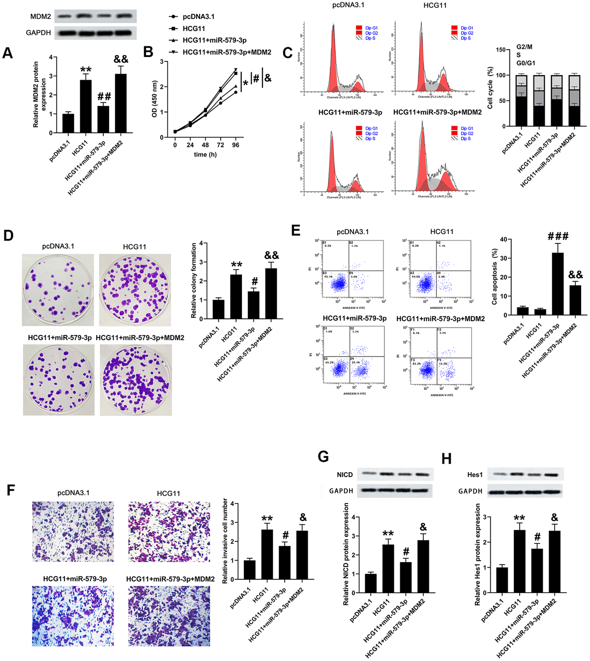 HCG11, miR-579-3p and MDM2 co-regulated the biological behaviors of pancreatic carcinoma cells partly by regulating Notch/Hes1 pathway. (A) MDM2 protein expression AsPC-1 cells was detected by western blotting assay after upregulation of HCG11, HCG11+miR-579-3p, or HCG11+miR-579-3p+MDM2. (B–D) The OD values, cell cycle and clones number in AsPC-1 cells were analyzed by CCK-8, flow cytometry and colony formation assays when treatment with HCG11, HCG11+miR-579-3p, or HCG11+miR-579-3p+MDM2. (E) The apoptosis rates of AsPC-1 cells were determined by flow cytometry assay following HCG11, HCG11+miR-579-3p, or HCG11+miR-579-3p+MDM2 treatment. (F) The invaded number of AsPC-1 cells was estimated by Transwell chamber when treated by HCG11, HCG11+miR-579-3p, or HCG11+miR-579-3p+MDM2. (G, H) The protein expression levels of NICD and Hes1 in AsPC-1 cells were measured by western blotting assay after upregulation of HCG11, HCG11+miR-579-3p, or HCG11+miR-579-3p+MDM2. *p**p#p##p###p&p&&p