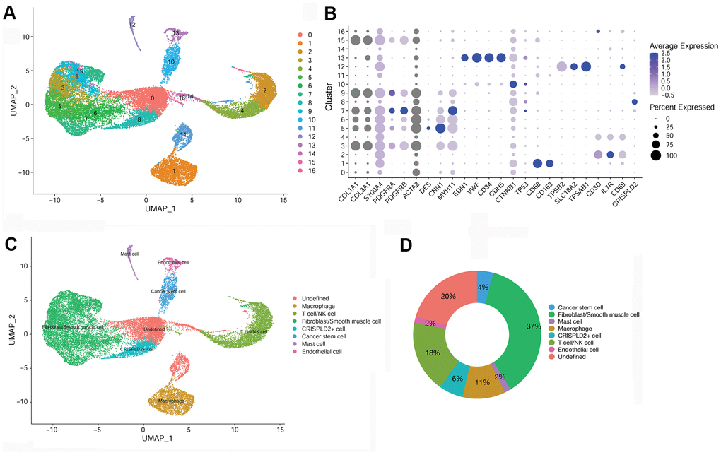 Identification of key marker genes and overall characteristics of cell cluster compositions in pulmonary endarterectomized tissues of CTEPH patients. (A) UMAP plot of 17 clusters. (B) Bubble diagram showing the key marker genes in 17 clusters. (C) UMAP plot of eight cell types. Based on cell markers, clusters 3, 5, 6, 7, 9, and 15 were annotated as fibroblasts/smooth muscle cells. Clusters 2 and 4 were classified as T-/NK cells. Clusters 1, 8, 10, 12, and 13 were classified as macrophages and CRISPLD2+, cancer stem, mast, and endothelial cells, respectively. Clusters 0, 11, 14, and 16 were classified as undefined. (D) Pie chart showing the proportion of each cell type among total cells. Abbreviations: CTEPH: chronic thromboembolic pulmonary hypertension; UMAP: Uniform Manifold Approximation and Projection; CRISPLD2: cysteine-rich secretory protein LCCL domain containing 2.