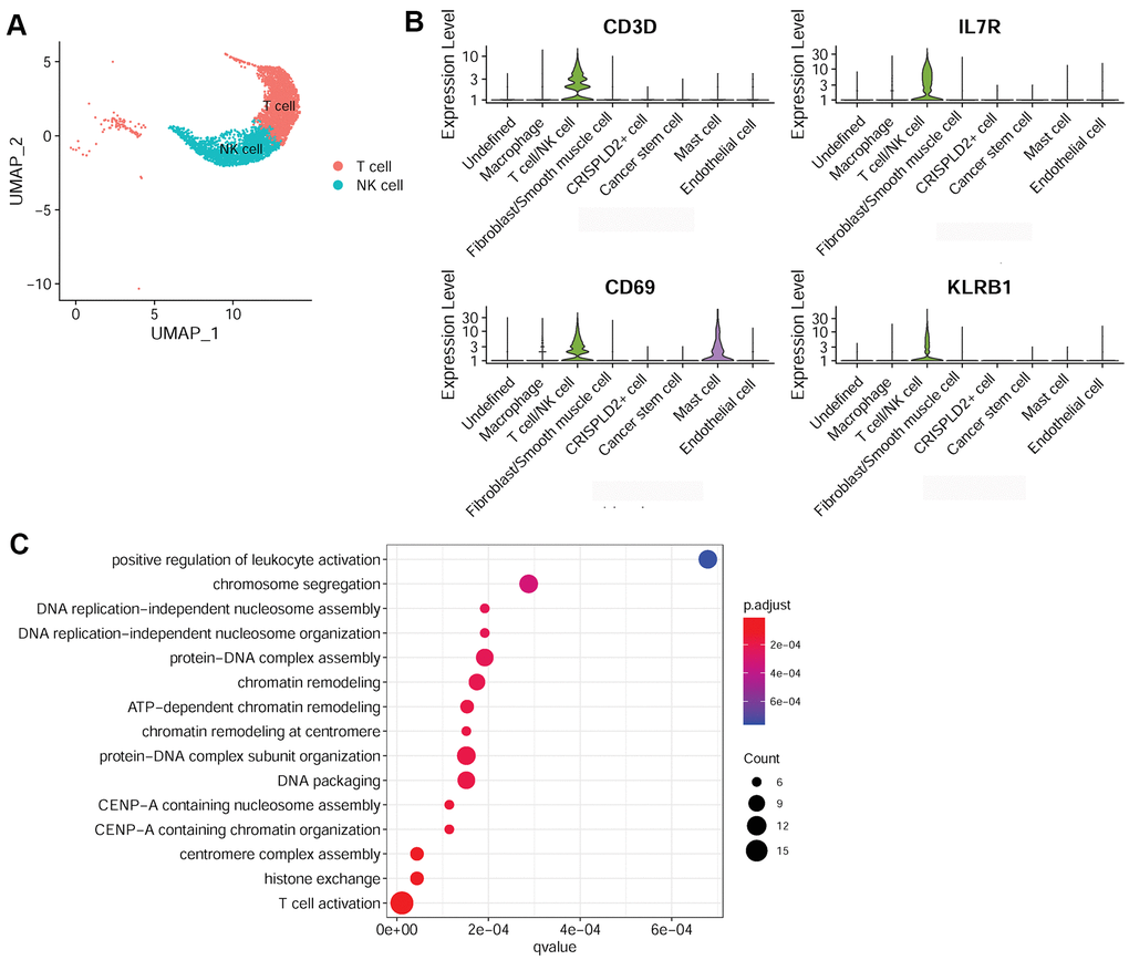 Characterization of T-/NK cells in pulmonary endarterectomized tissues of CTEPH patients. (A) UMAP plot of T and NK cells. (B) Violin plot showing the marker genes of T cell/NK cells, including CD3D, IL7R, CD69, and KLRB1. (C) GO enrichment analysis of marker genes of T-/NK cells. Abbreviations: CTEPH: chronic thromboembolic pulmonary hypertension; UMAP: Uniform Manifold Approximation and Projection; GO: Gene ontology.