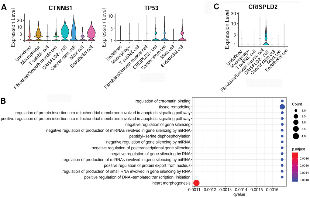 Characterization of cancer stem cells and CRISPLD2+ cells in pulmonary endarterectomized tissues of CTEPH patients. (A) Violin plot illustrating cancer stem cell marker genes, including CTNNB1 and TP53. (B) GO enrichment analysis of cancer stem cell marker genes. (C) Violin plot showing the CRISPLD2 marker of CRISPLD2+ cells. Abbreviations: CTEPH: chronic thromboembolic pulmonary hypertension; CRISPLD2: cysteine-rich secretory protein LCCL domain containing 2; GO: Gene ontology.