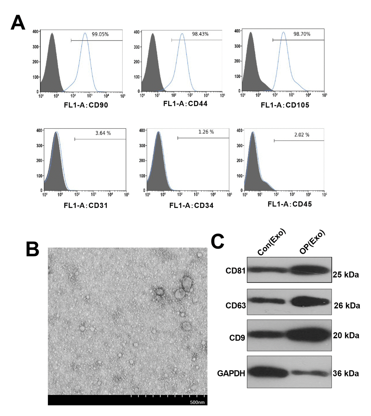 Identification and characterization of BMSCs-derived exosomes. (A) Flow cytometry was conducted to test the surface markers of BMSCs. (B) Exosomes were extracted from BMSCs by TEM identification. (C) Western blot was conducted to monitor the exosome surface markers.